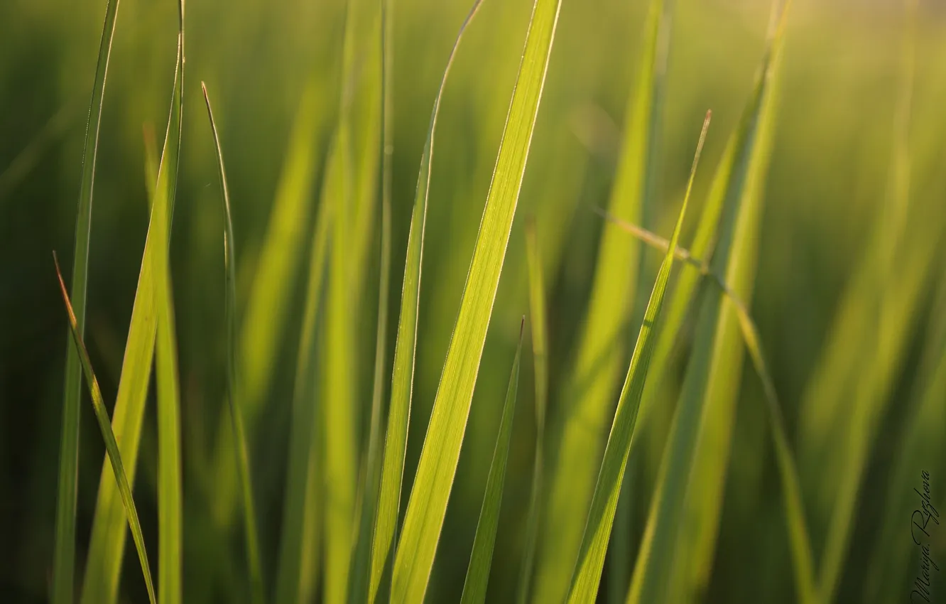Фото обои зелень, трава, солнце, макро