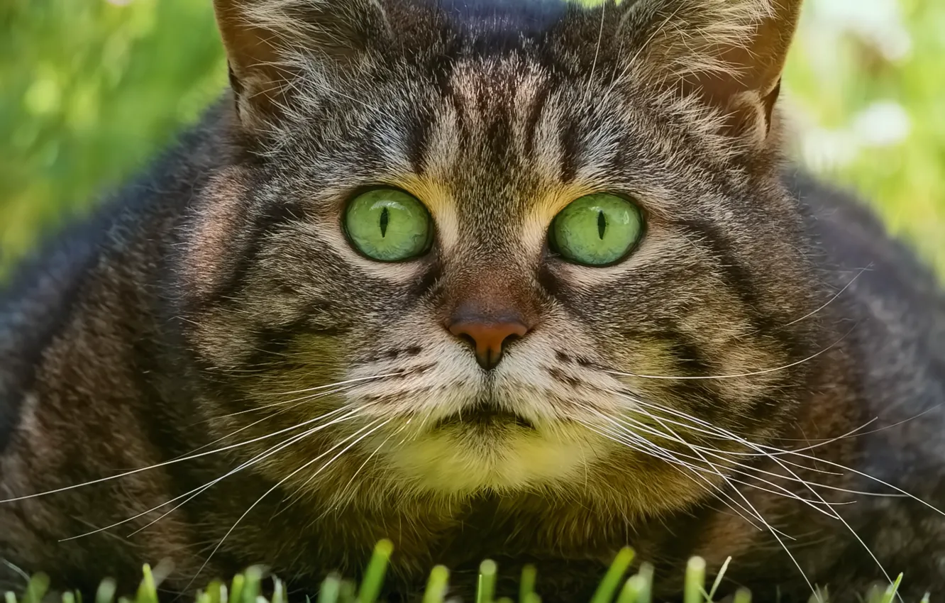 Фото обои трава, кот, взгляд, мордашка, котэ, глазища, котофеич