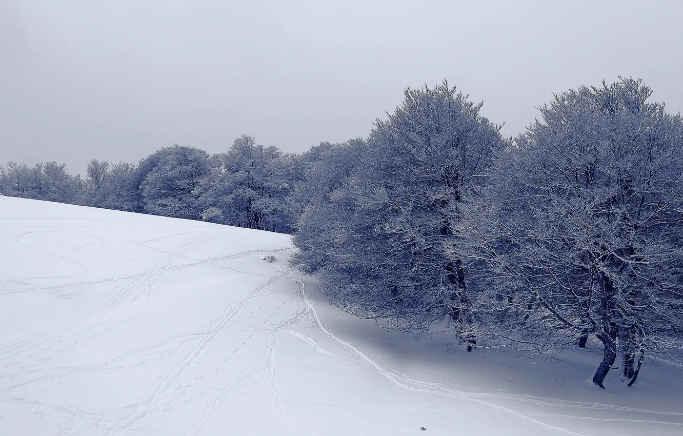 Фото обои зима, иней, поле, небо, снег, деревья