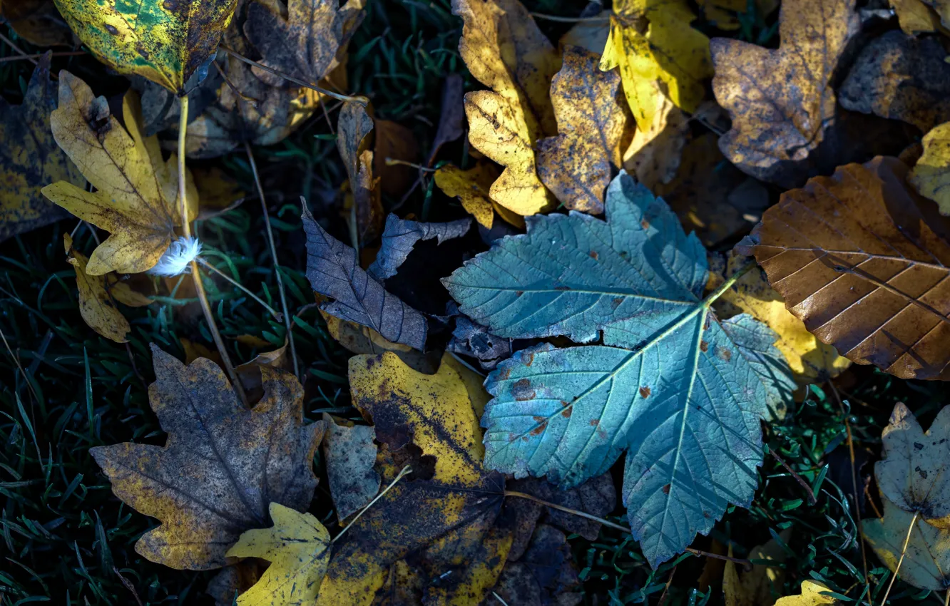 Фото обои осень, листья, природа