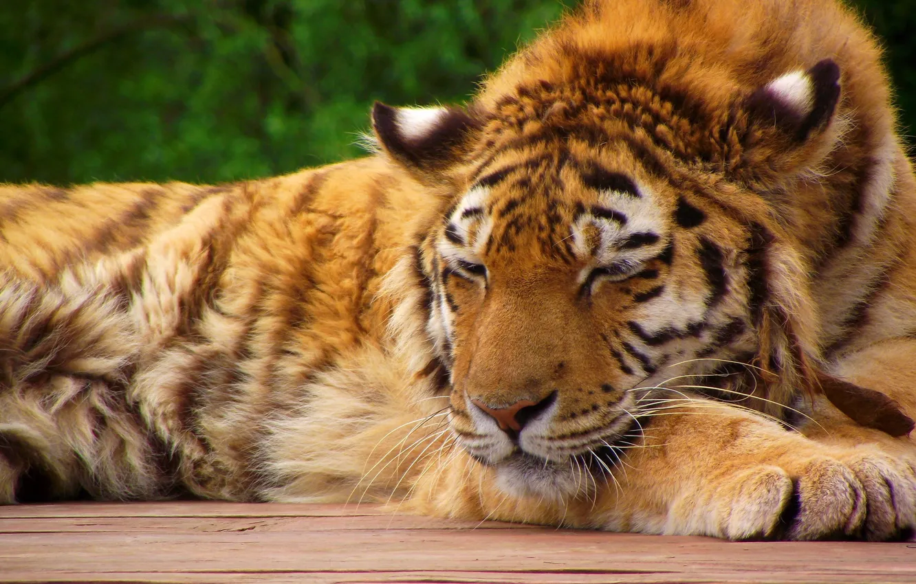 Фото обои морда, тигр, лапы, спит, тигрёнок, полосатая рыжая кошка