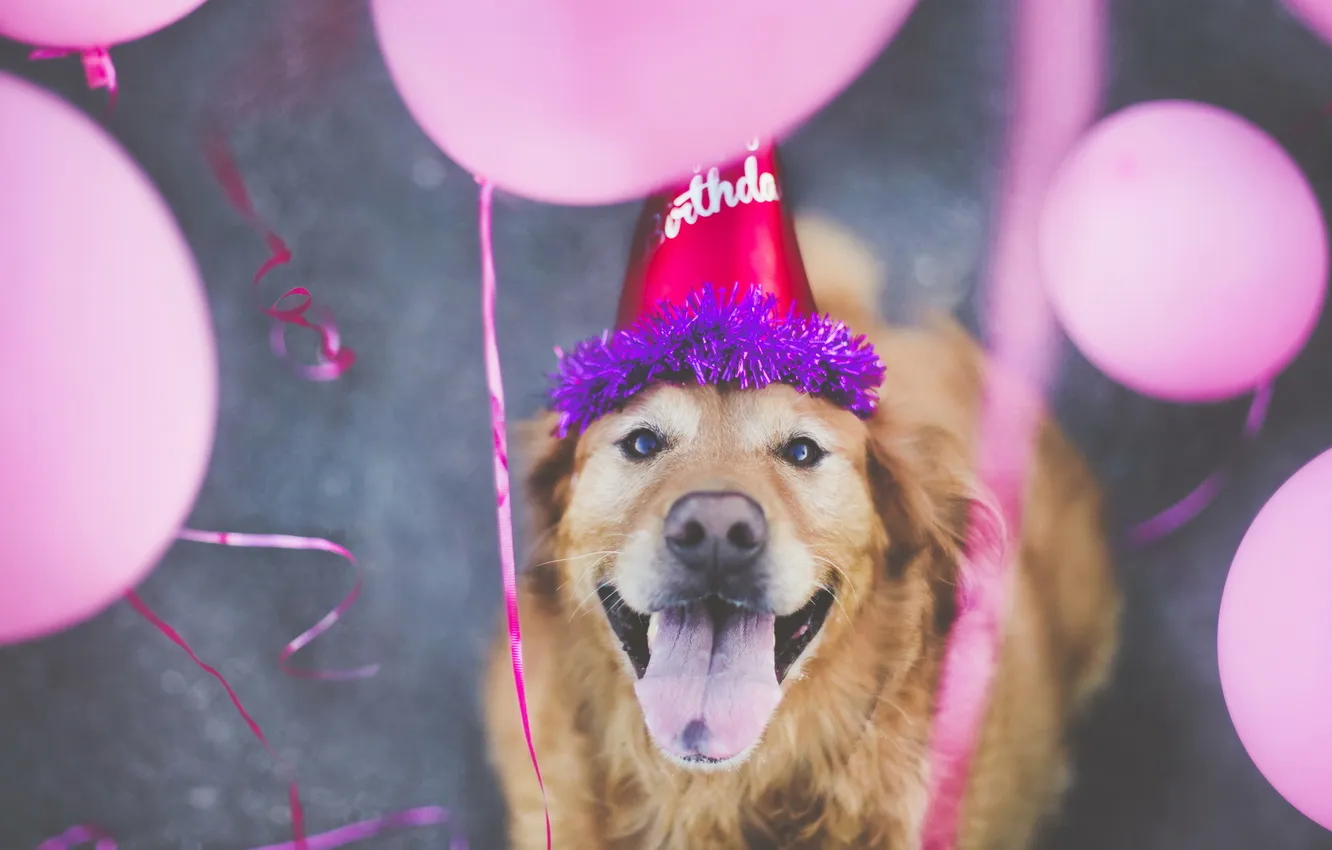 Фото обои друг, собака, Happy 7th Birthday