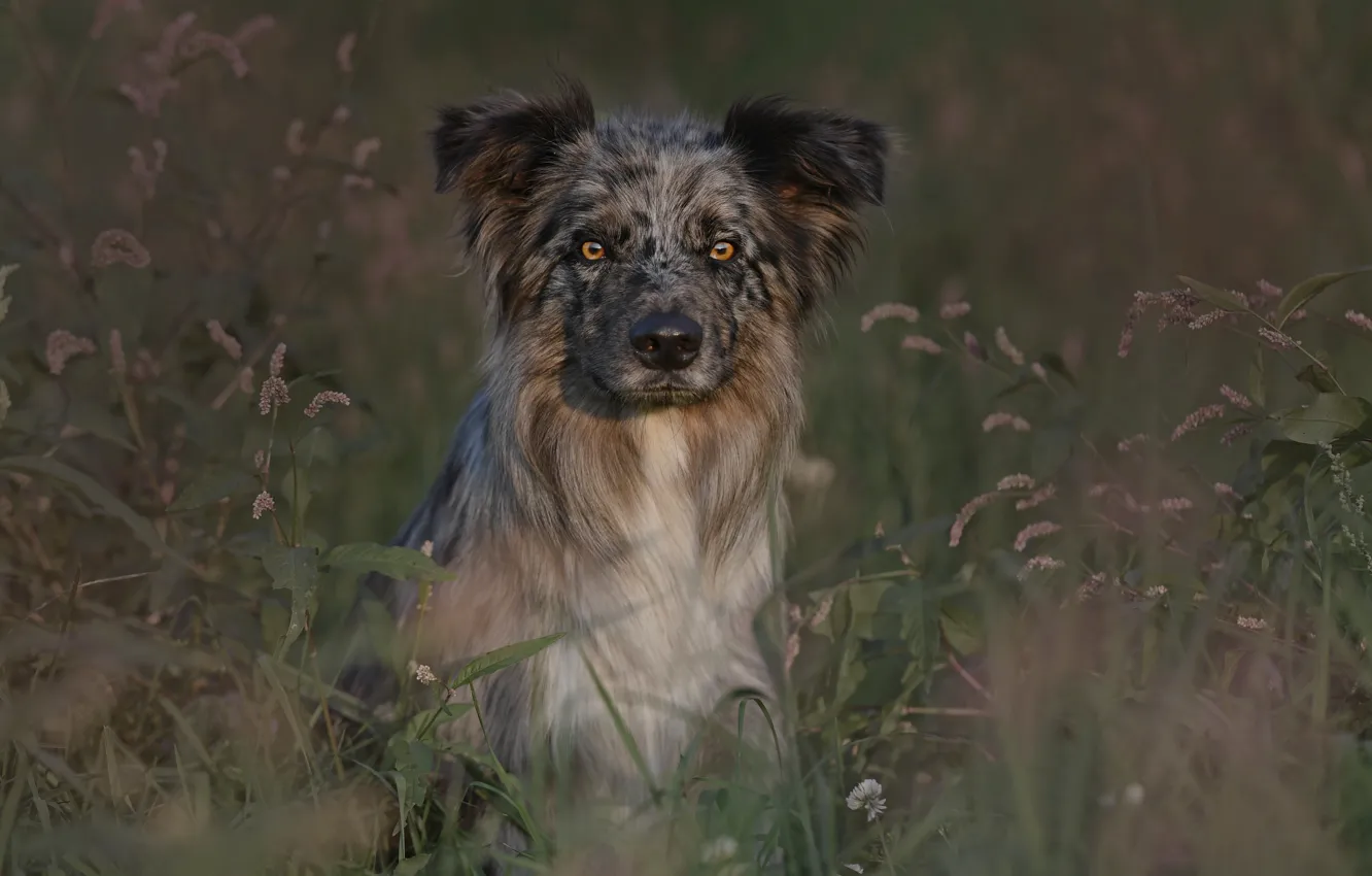 Фото обои трава, взгляд, собака, Бордер-колли