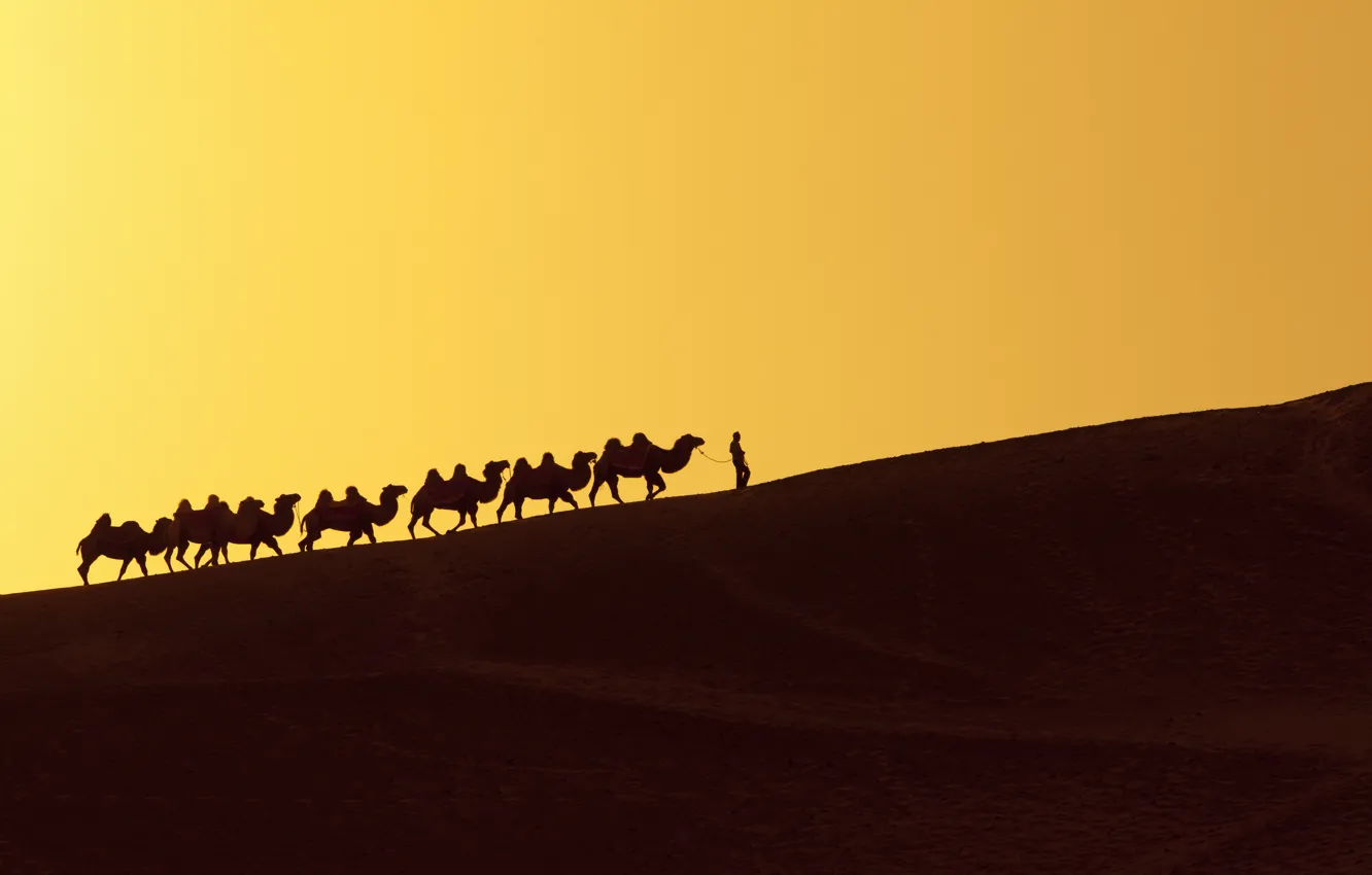 Фото обои desert, dune, person, camels