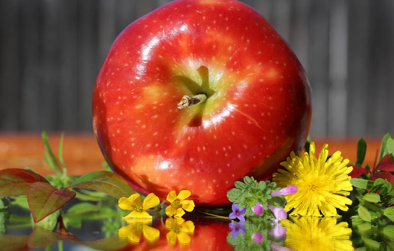 Фото обои цветы, яблоки, одуванчики