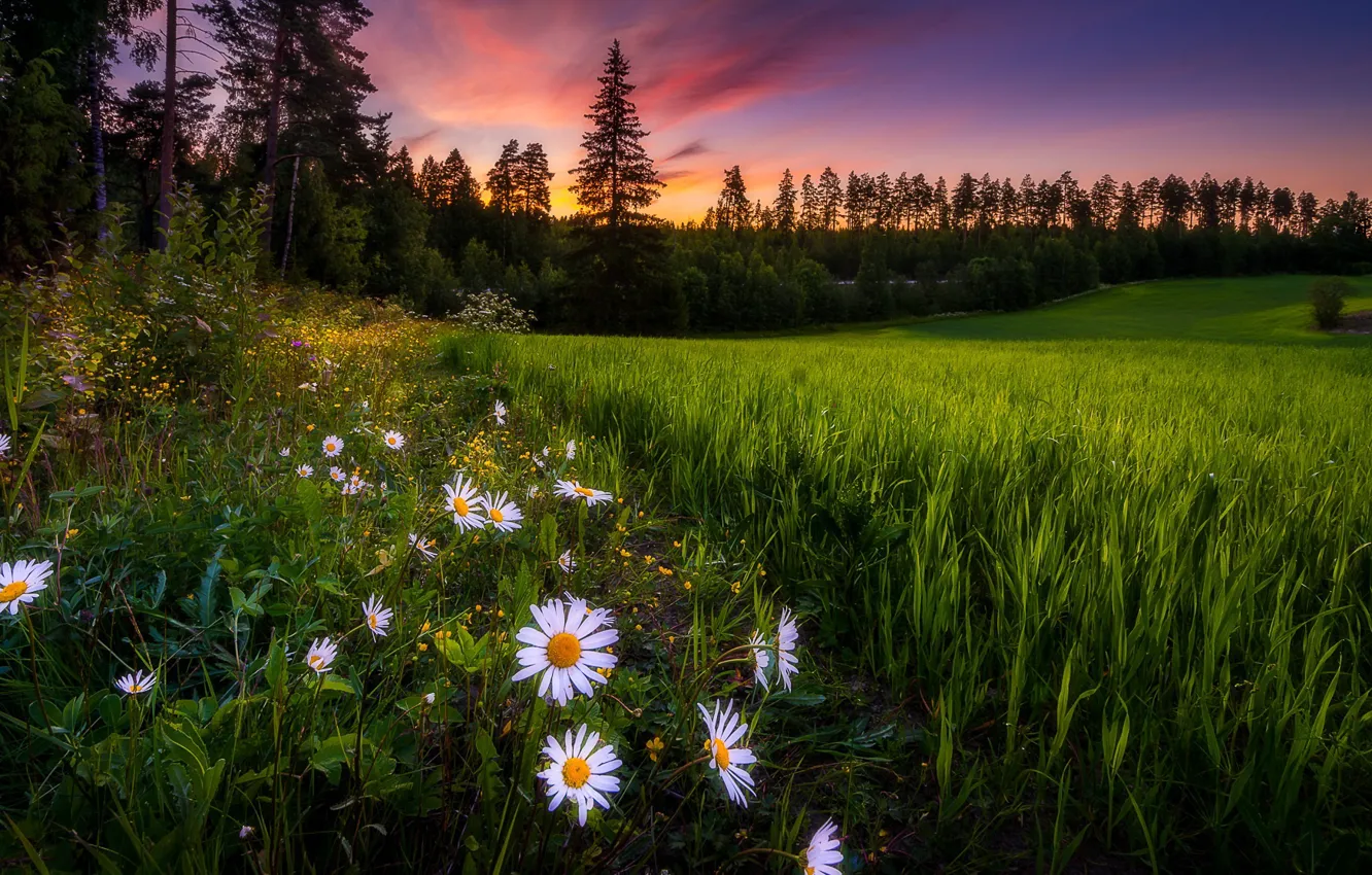 Фото обои лето, закат, цветы, ромашки, Финляндия