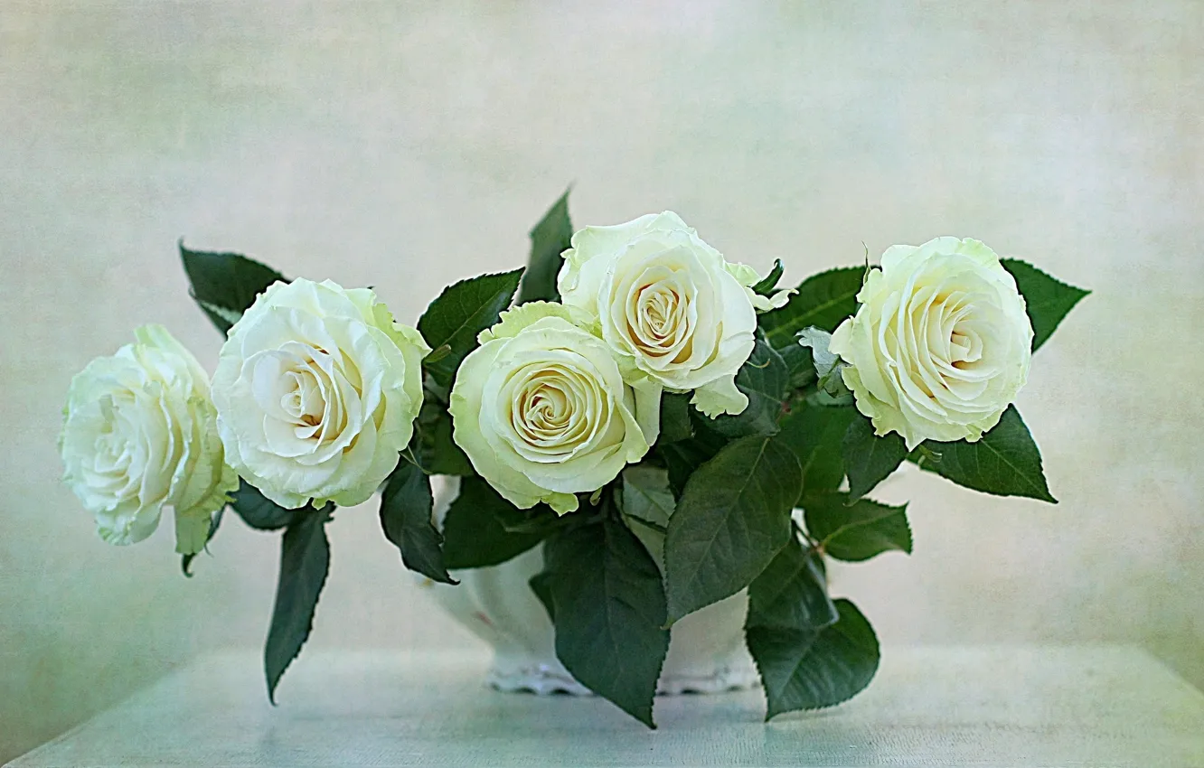Фото обои WHITE, FLOWERS, NATURE, FLOWER, ROSES
