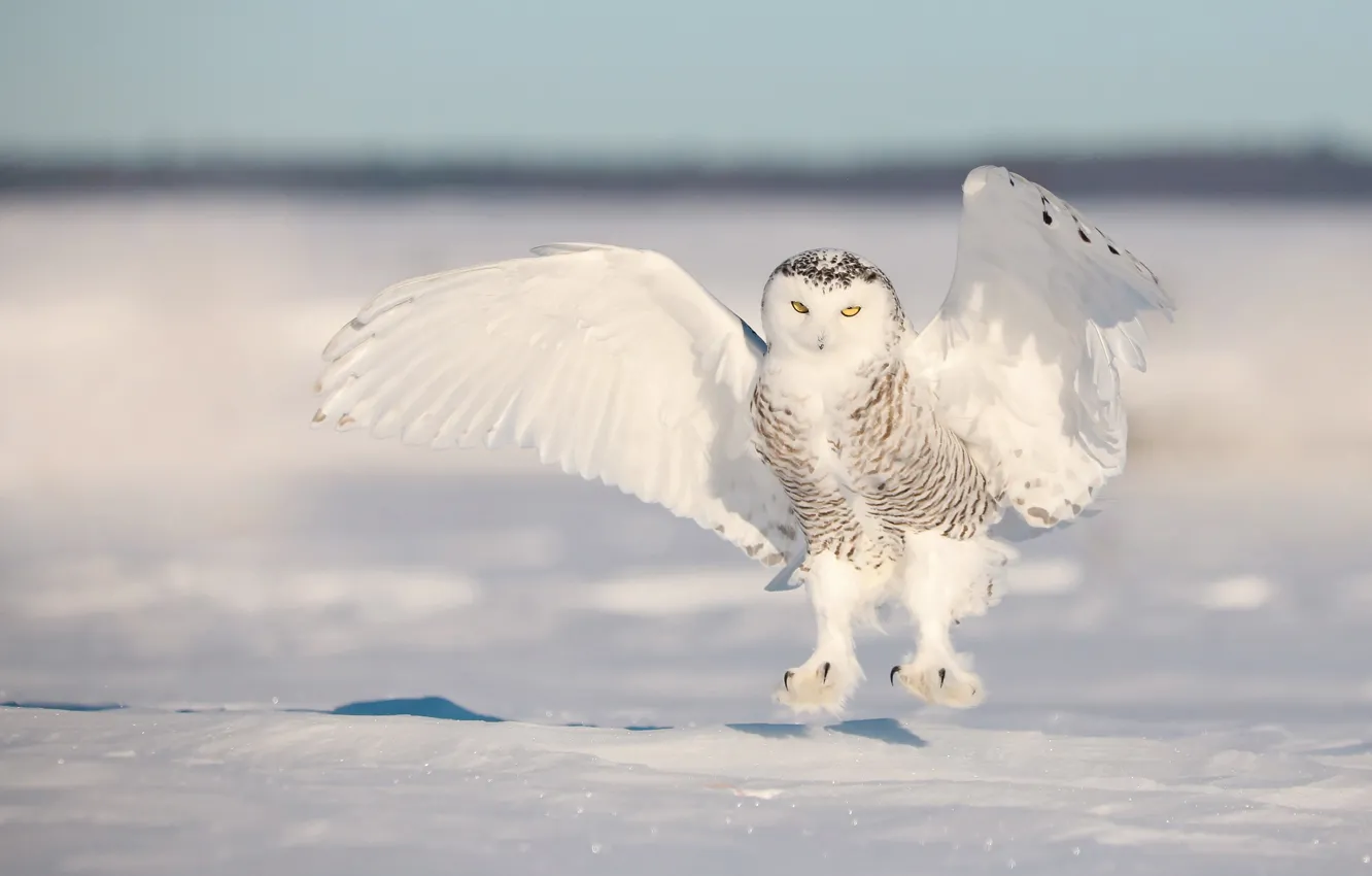 Фото обои зима, снег, сова, птица, крылья, белая, взмах, полярная сова
