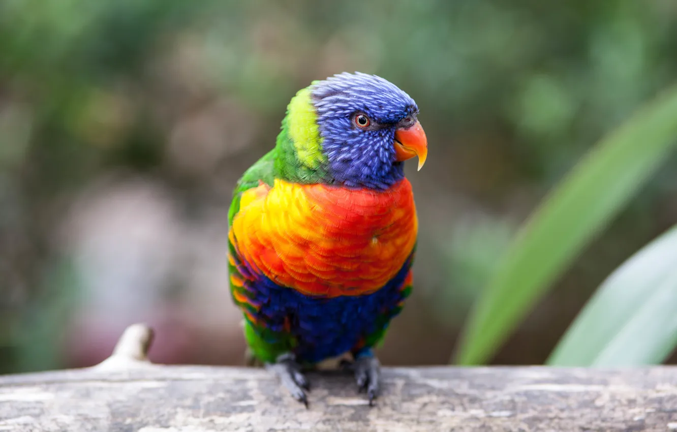 Фото обои оранжевый, синий, желтый, красный, зеленый, перья, клюв, попугай