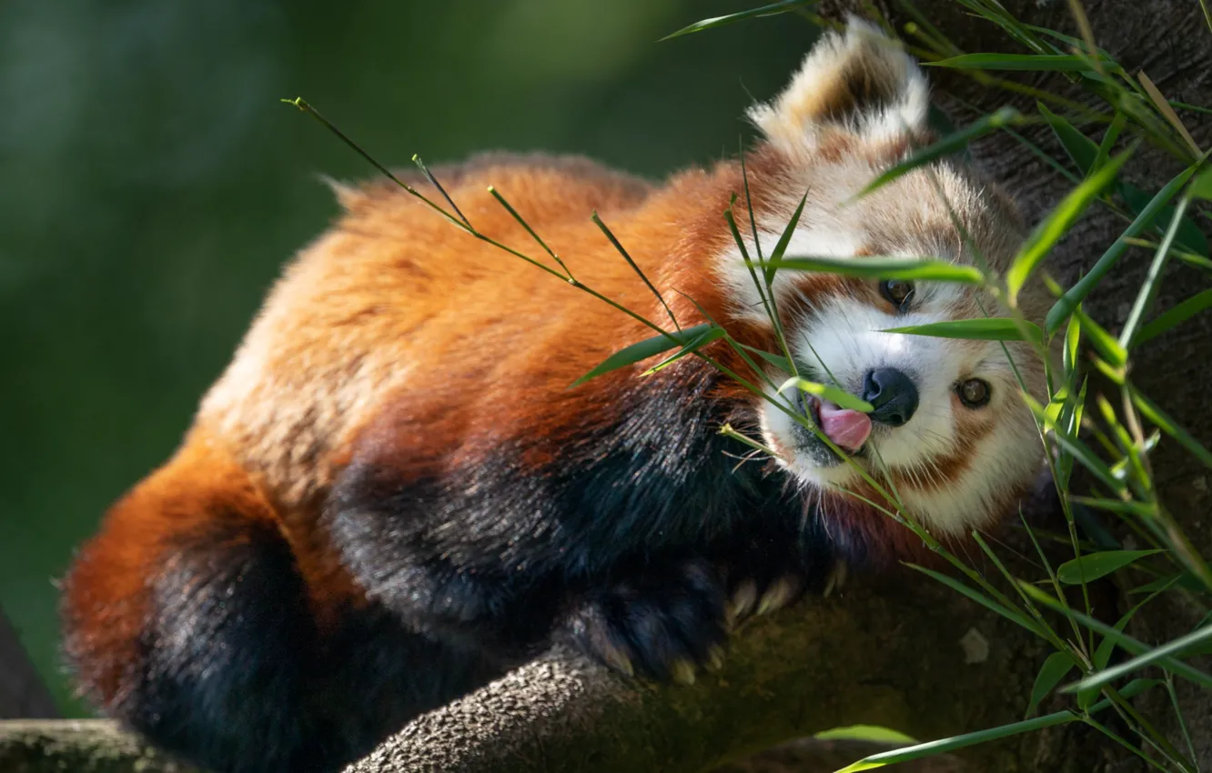 Фото обои листья, природа, дерево, животное, красная панда, малая панда