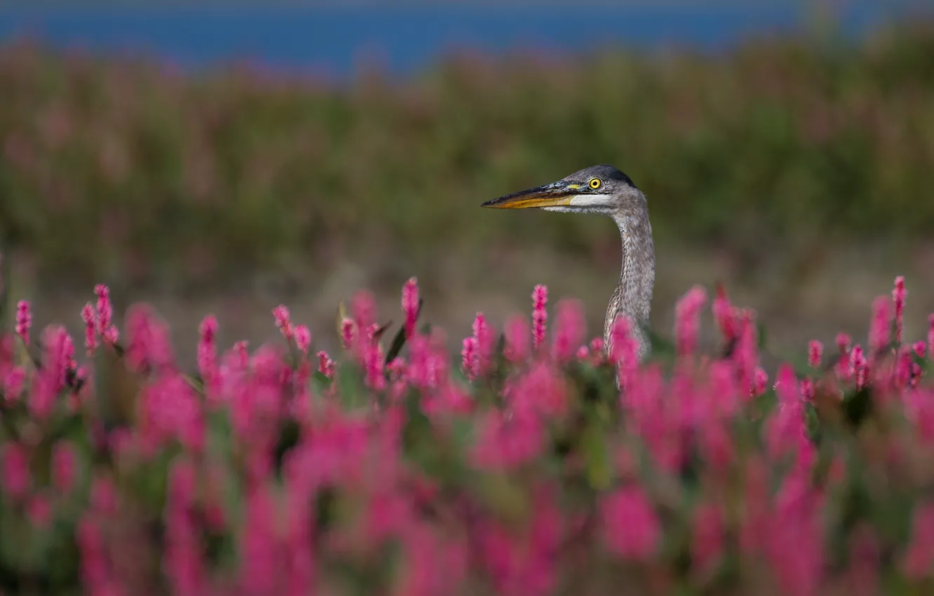Фото обои лето, цветы, птица, луг, розовые, цапля