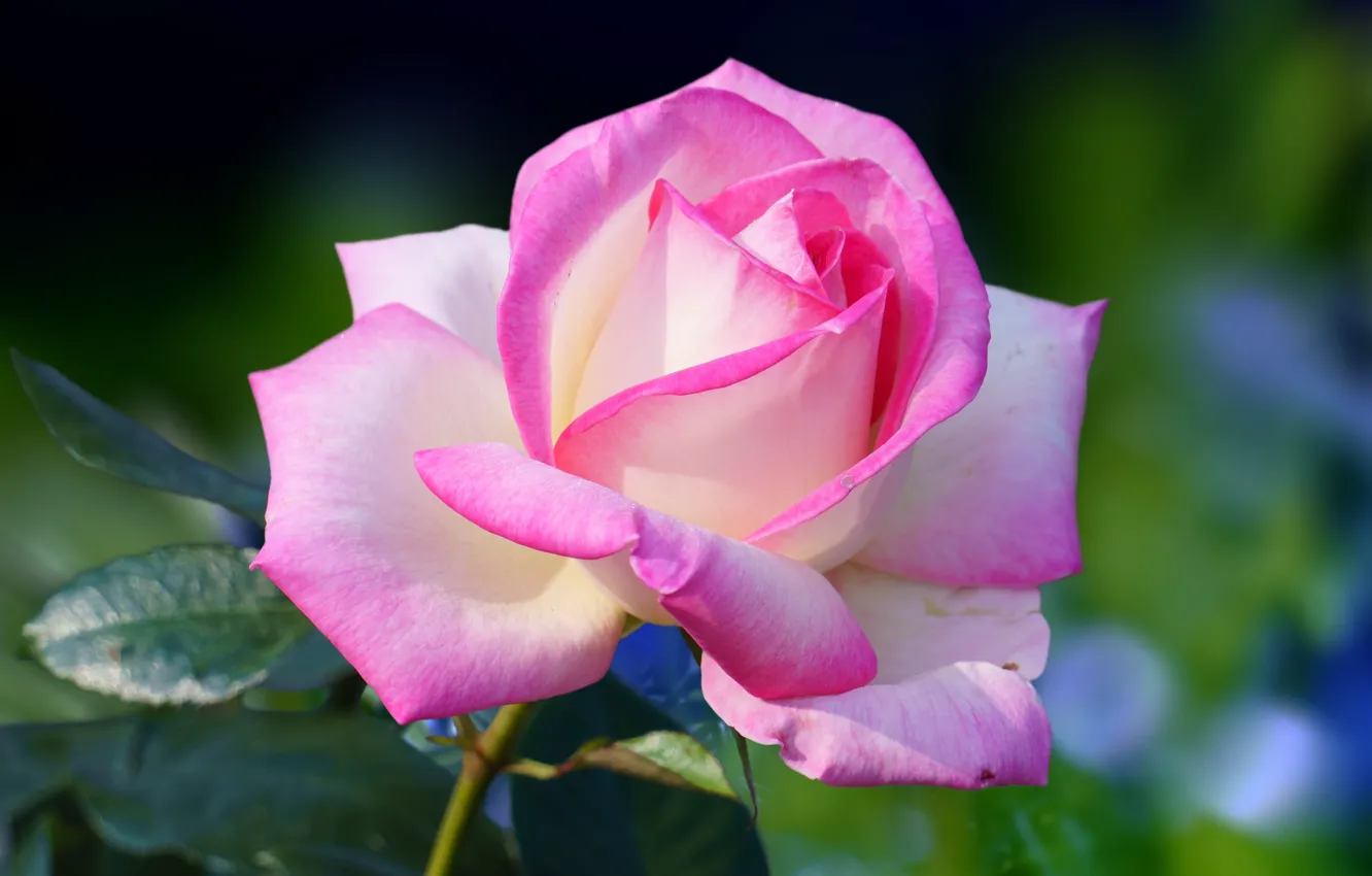 Фото обои цветок, листья, макро, розовая, роза