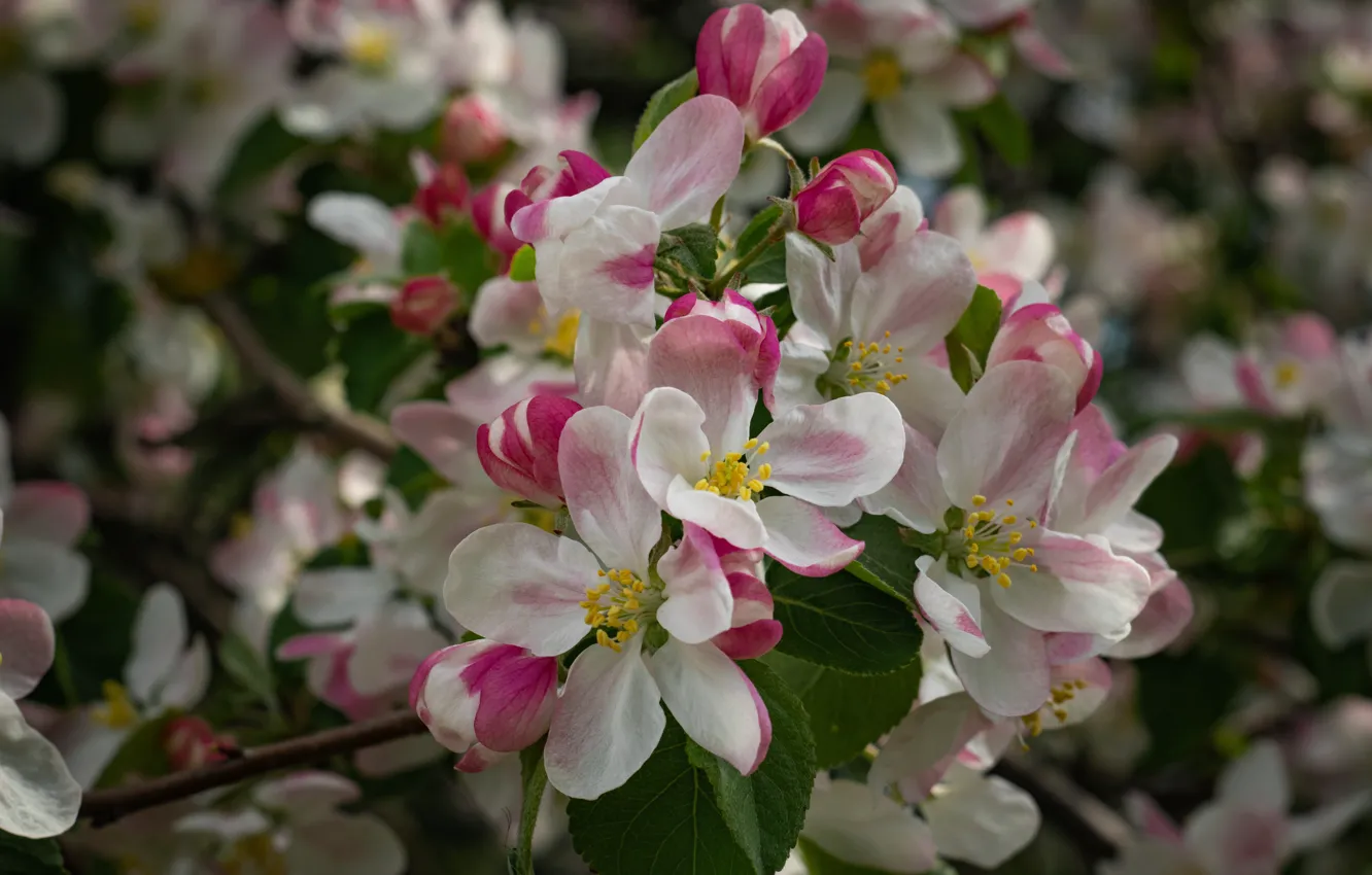 Фото обои Весна, Яблоня, цветение