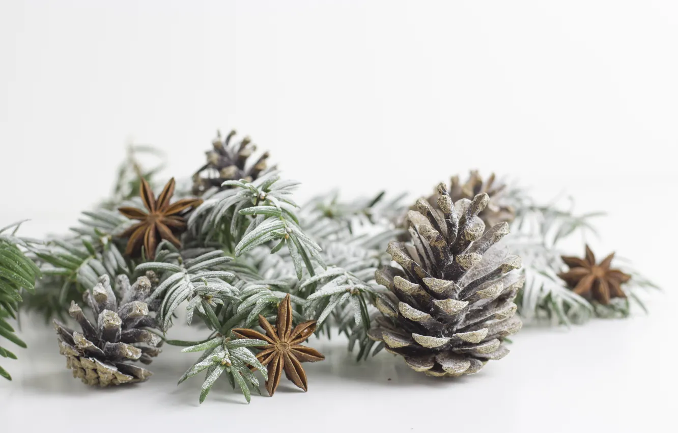 Фото обои ветки, ель, шишки