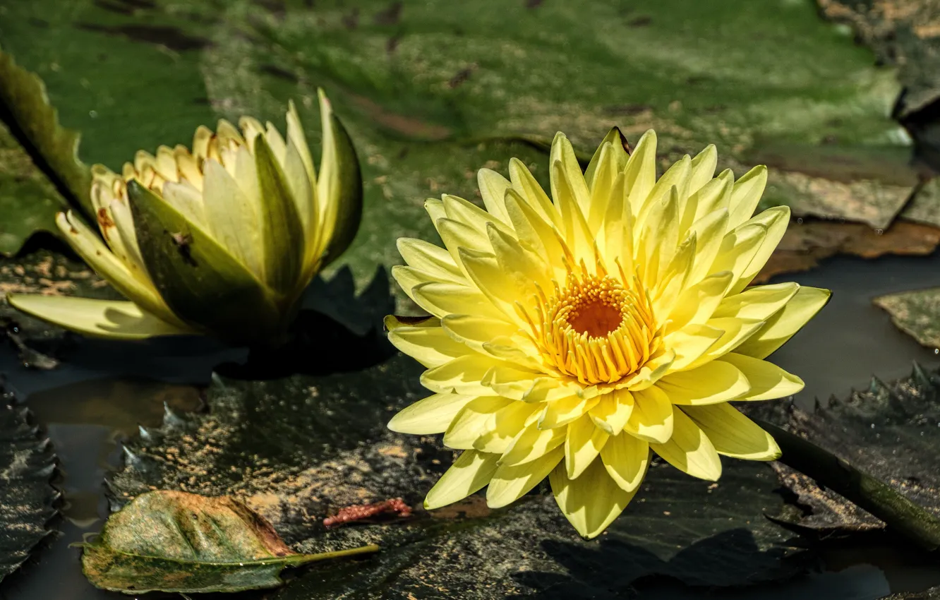 Фото обои листья, цветы, пруд, фон, две, желтые, лепестки, дуэт