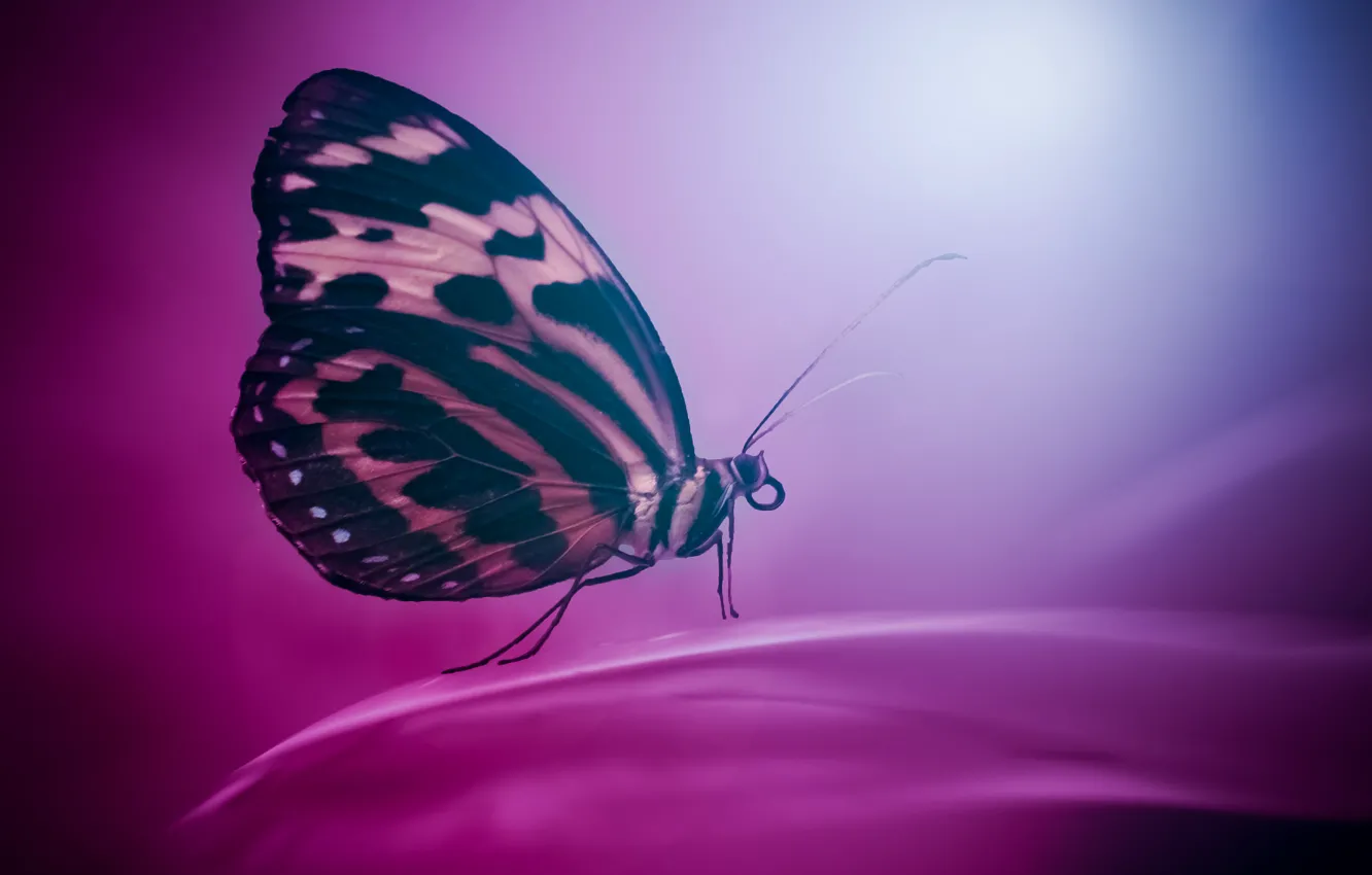 Фото обои фон, бабочка, цвет, крылья, насекомое, мотылек