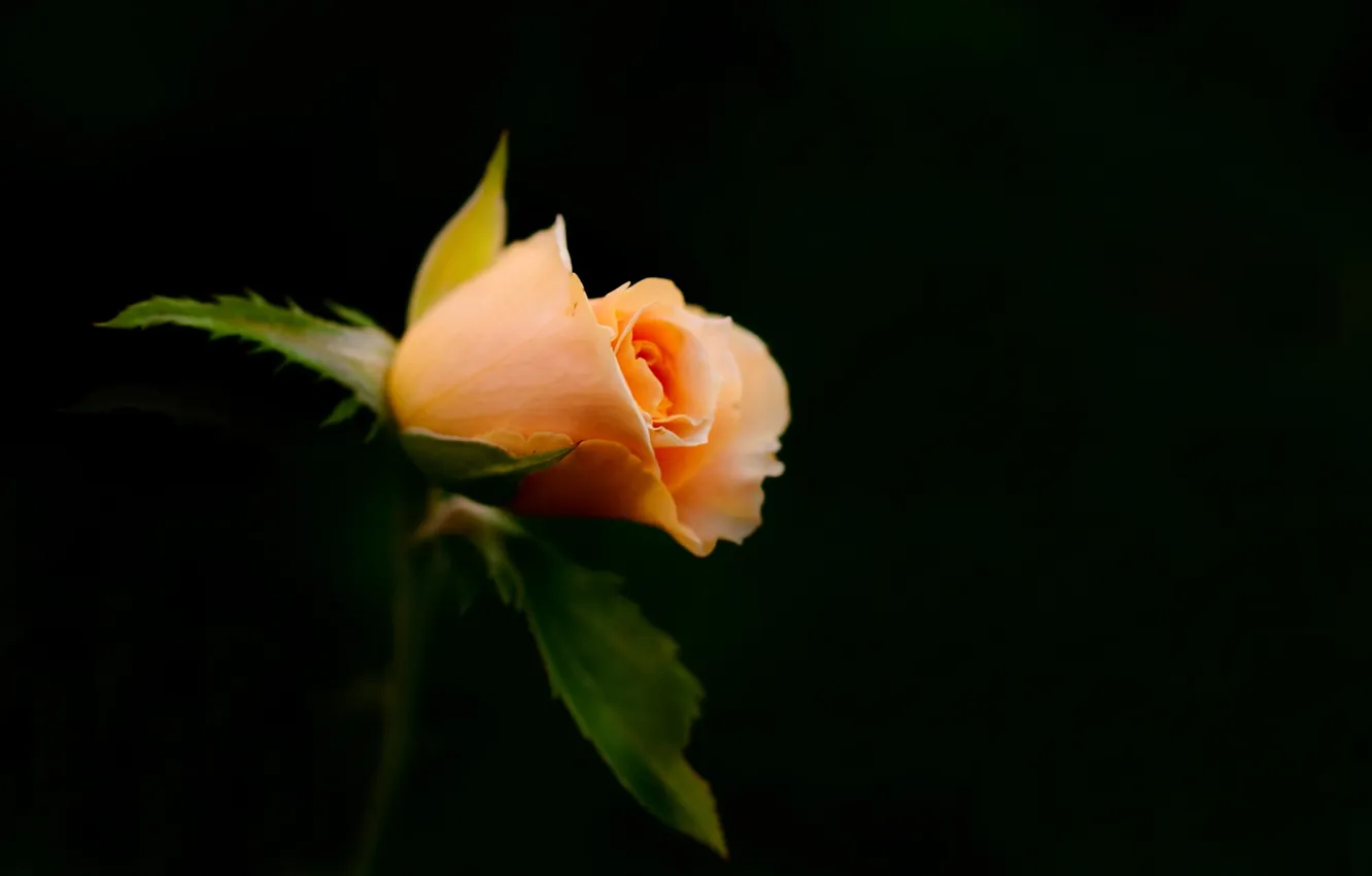 Фото обои цветок, макро, Beautiful Rose