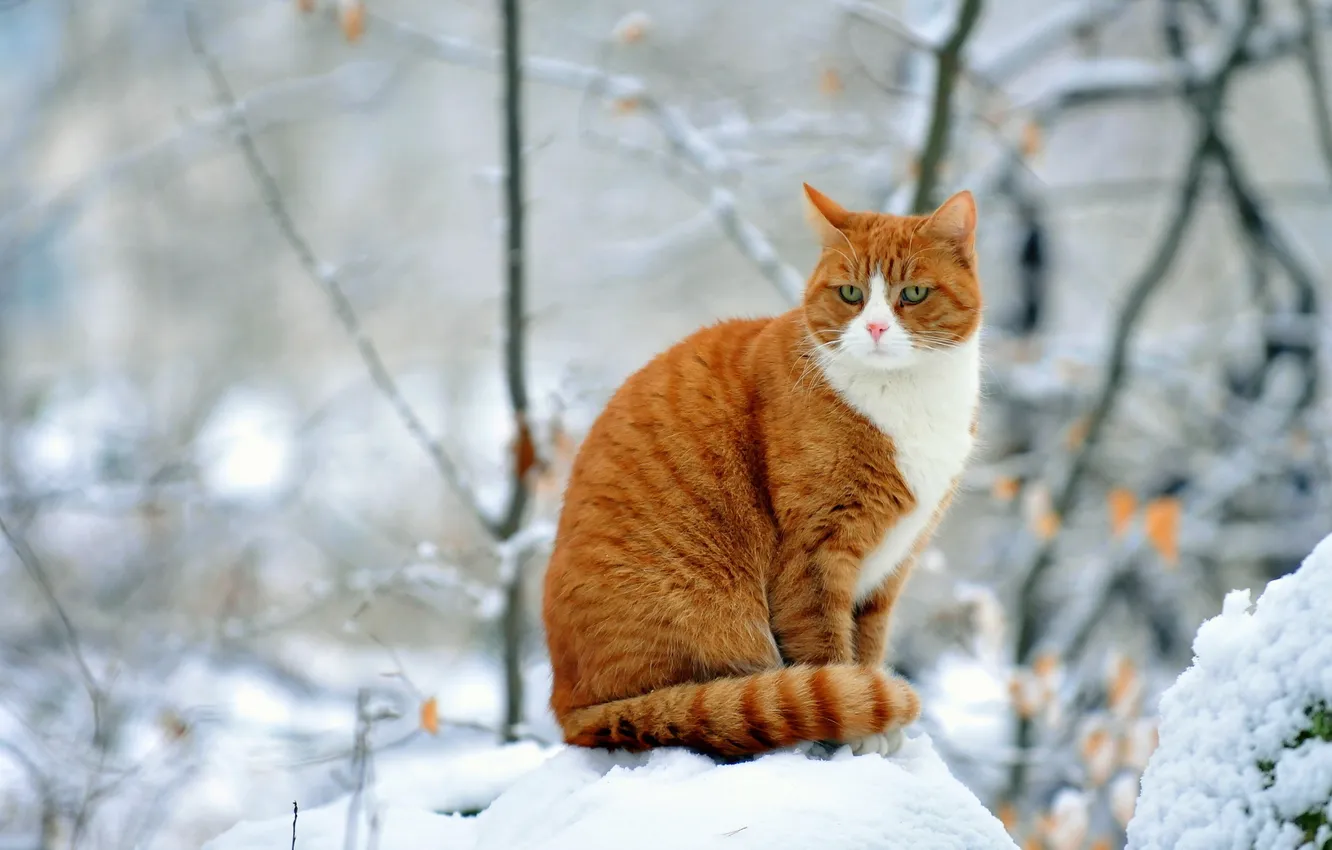 Фото обои зима, кошка, рыжая
