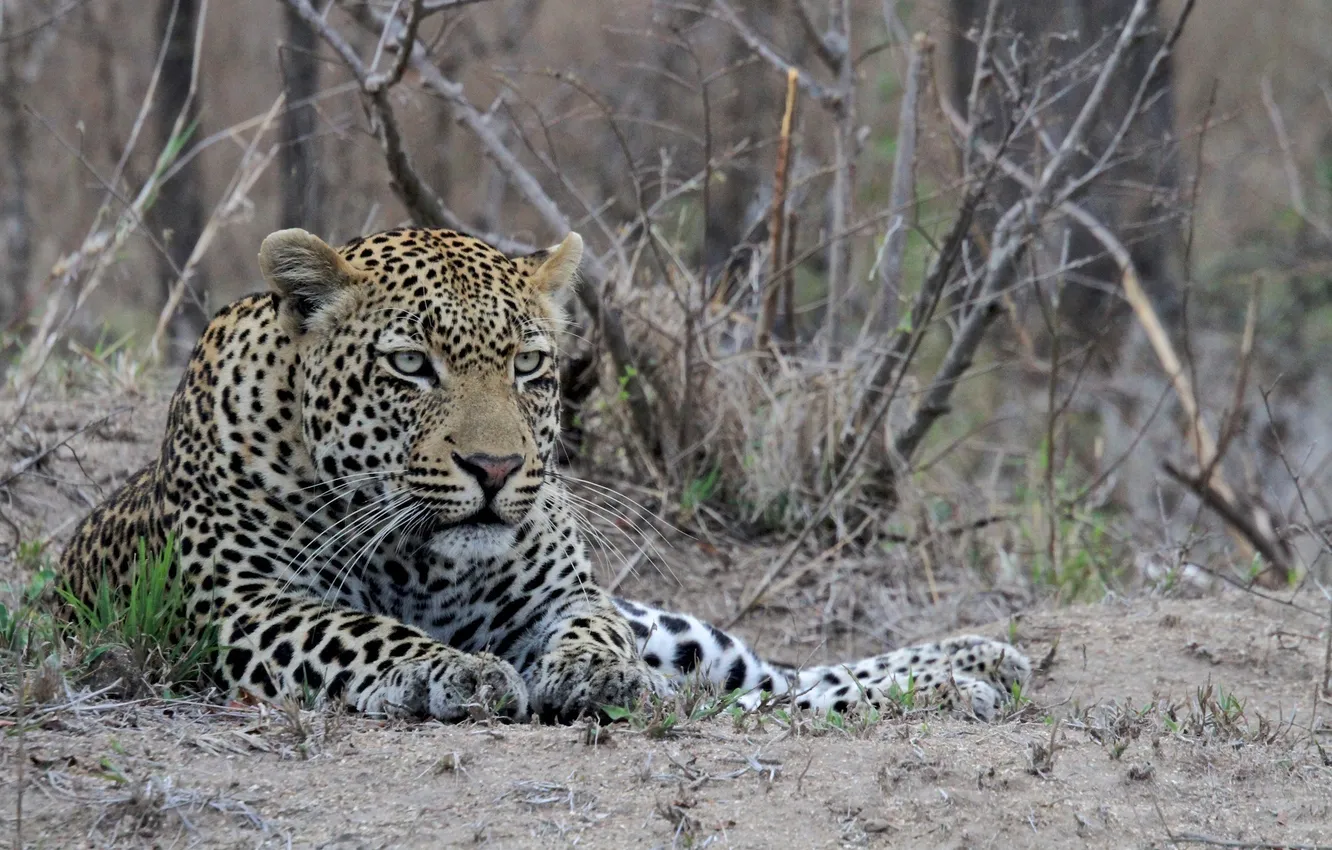 Фото обои морда, отдых, хищник, мощь, леопард, лежит, дикая кошка