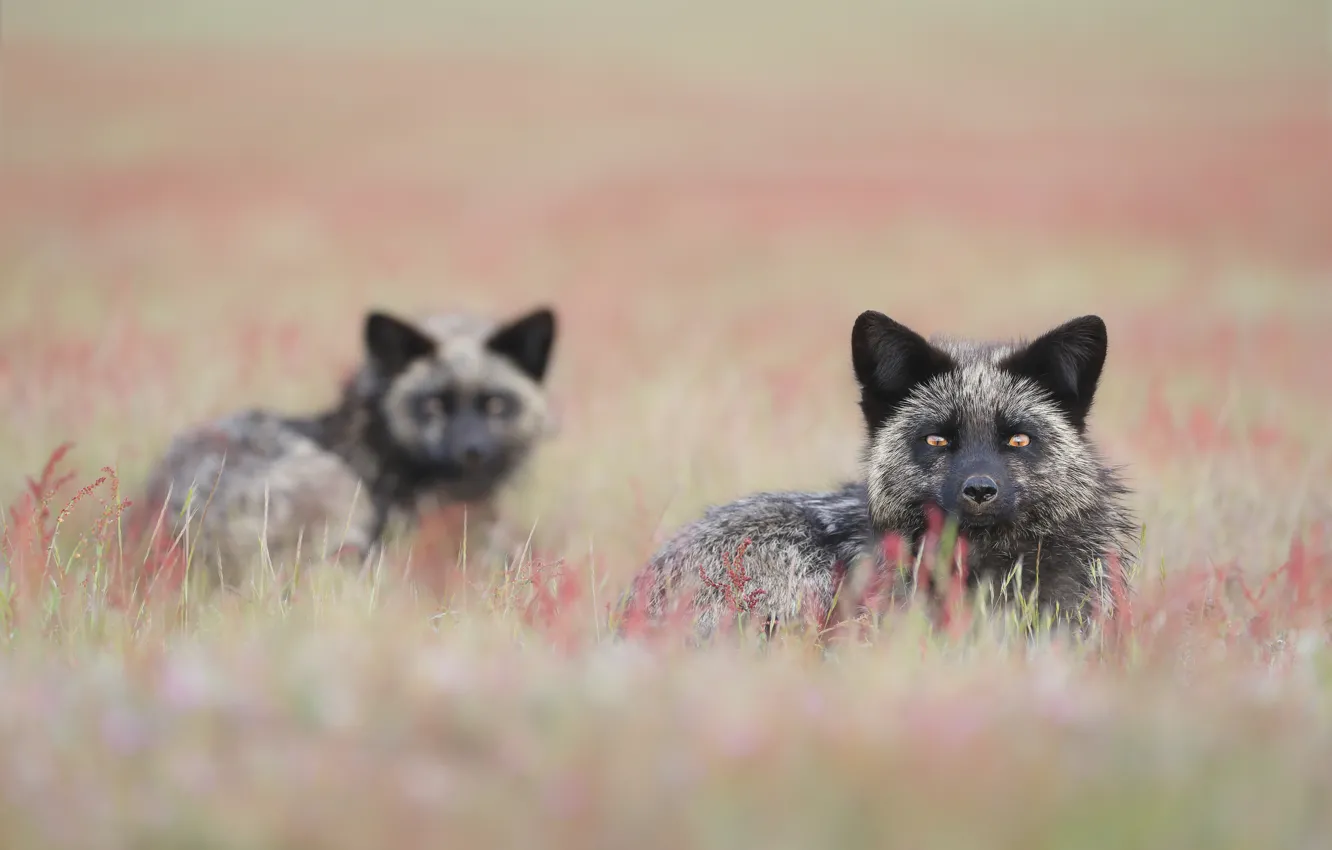 Фото обои трава, пара, лисы, боке, Чернобурая лисица
