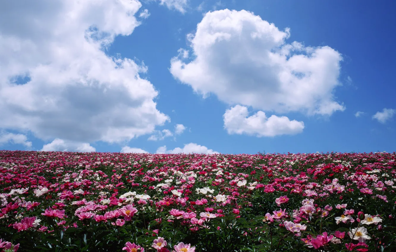 Фото обои поле, облака, цветы, горизонт, пионы