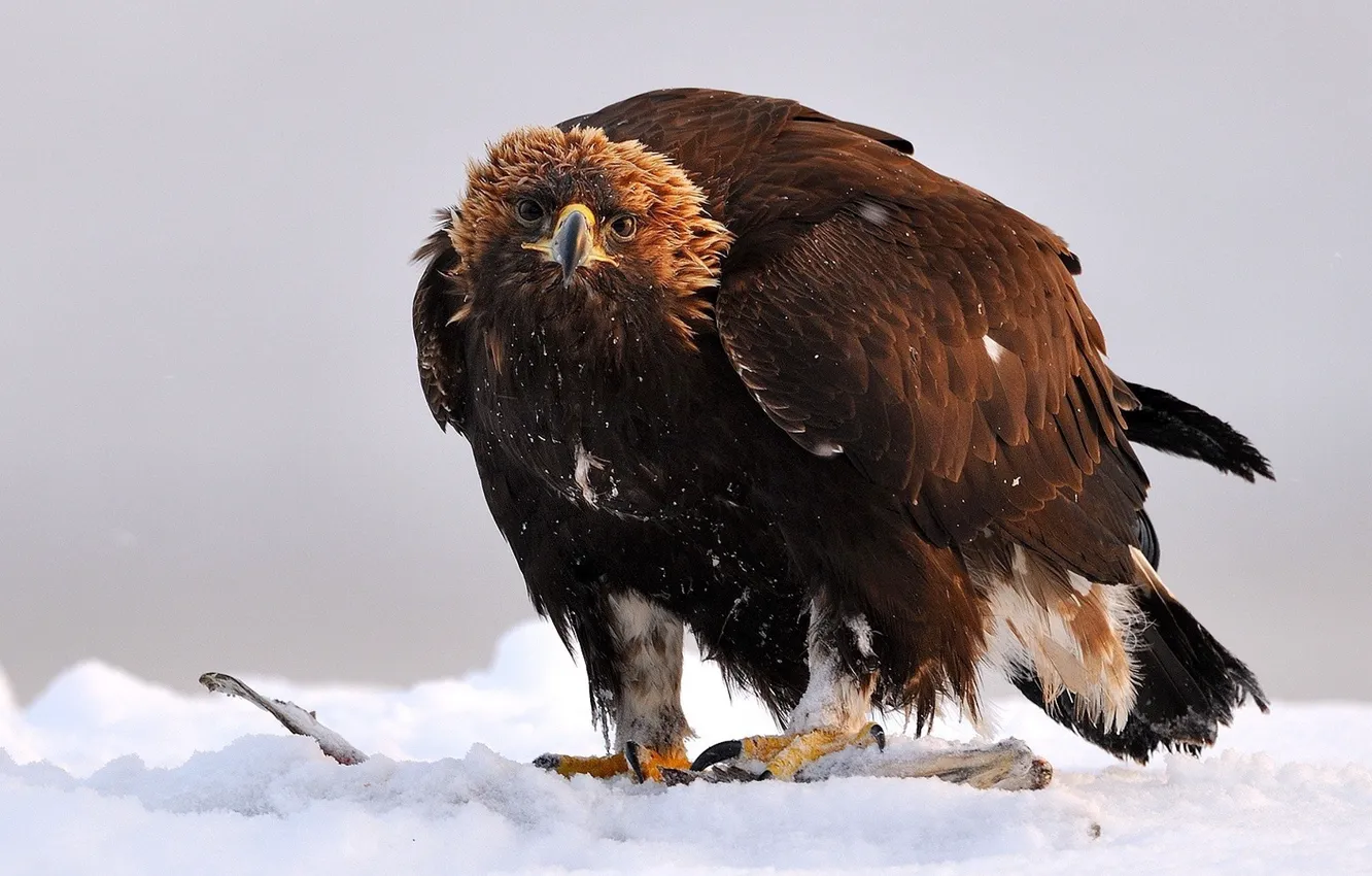 Фото обои Predator, Bird, Wing, Golden eagle