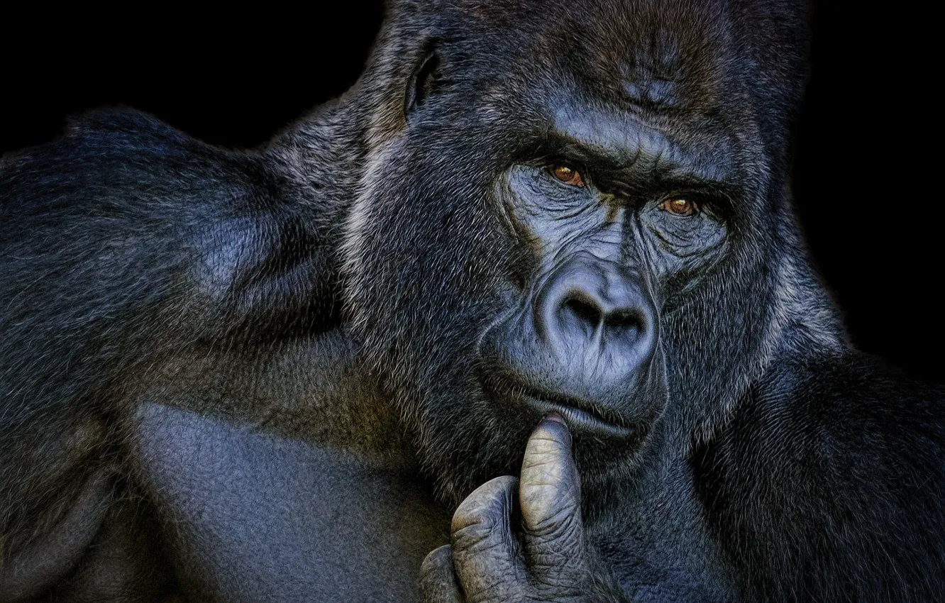 Фото обои портрет, горилла, задумчивый