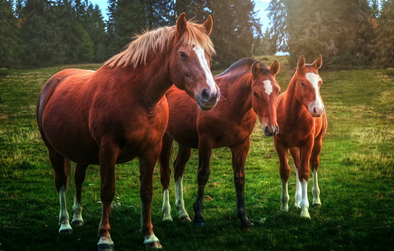 Фото обои кони, лошади, трио