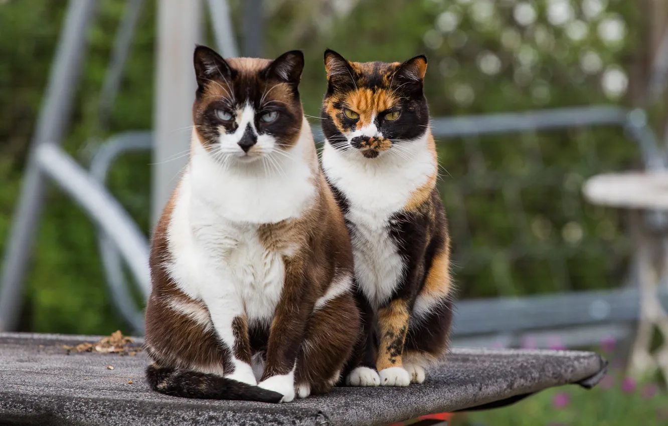 Фото обои кошка, кот, взгляд, раскрас
