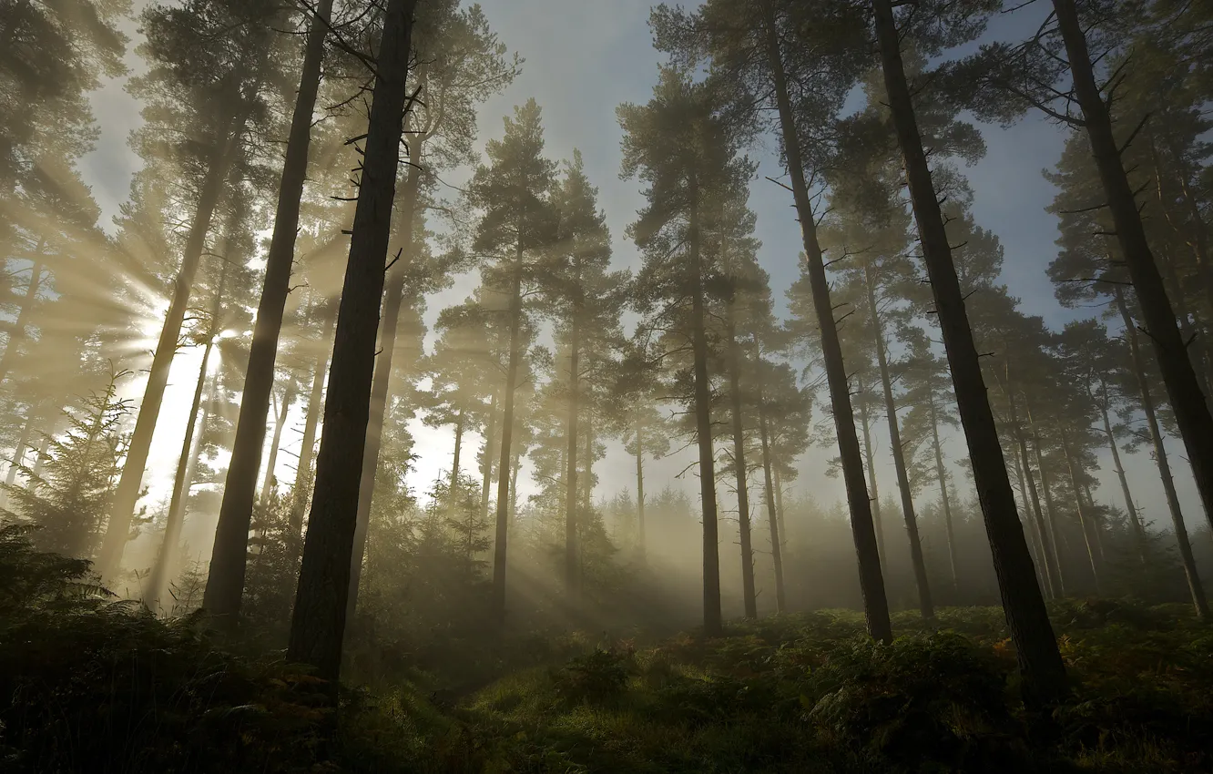 Фото обои лес, солнце, свет, деревья, природа
