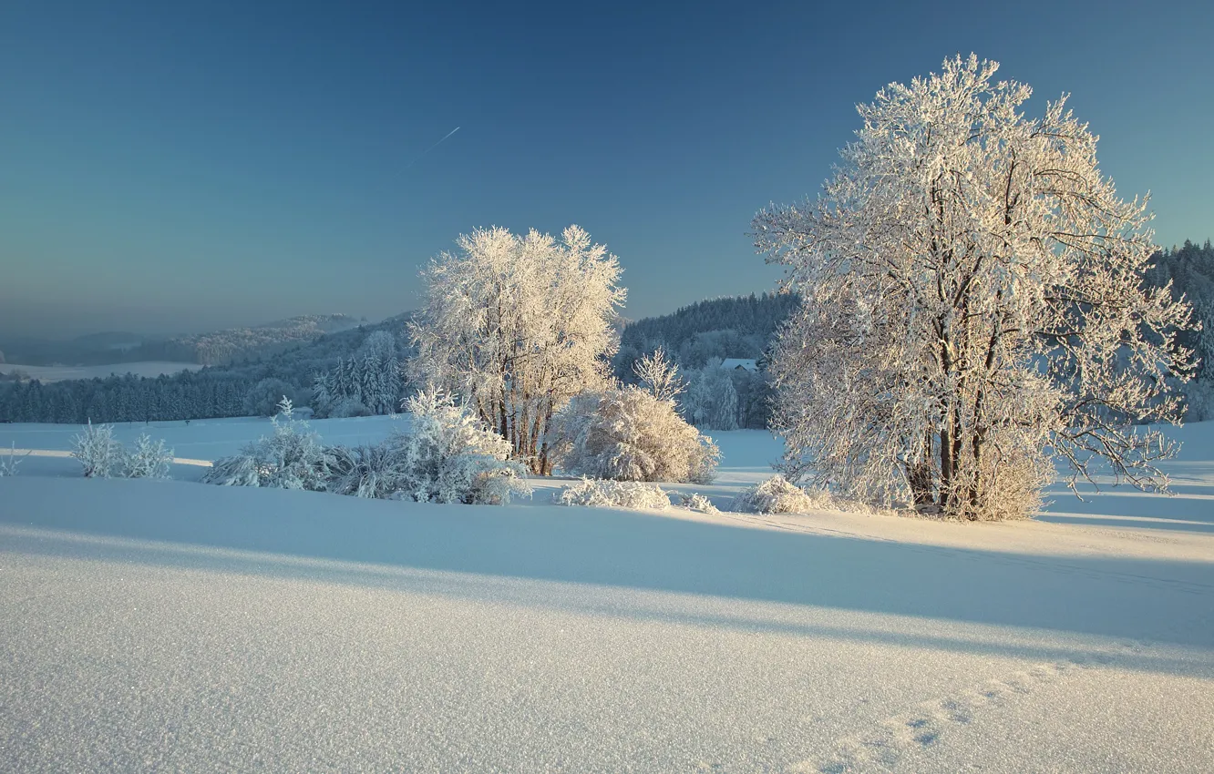 Фото обои зима, иней, поле, лес, небо, свет, снег, деревья