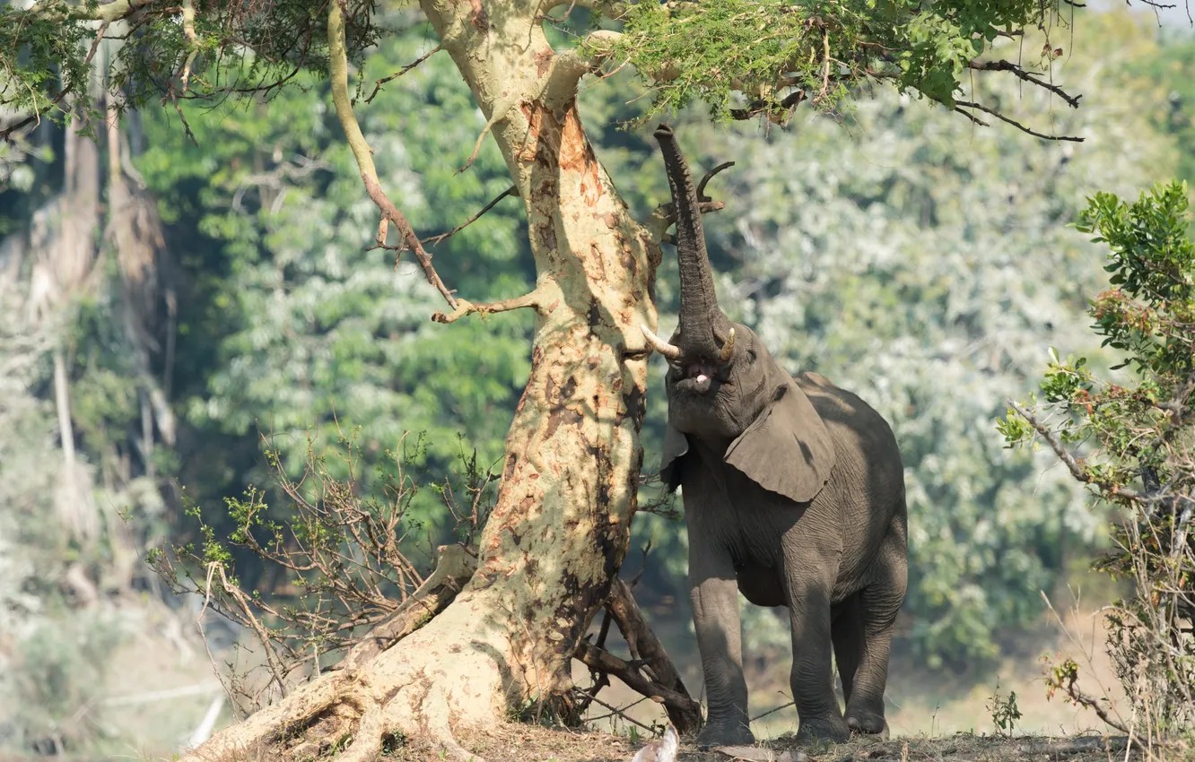 Фото обои природа, дерево, хобот, Африканский слон