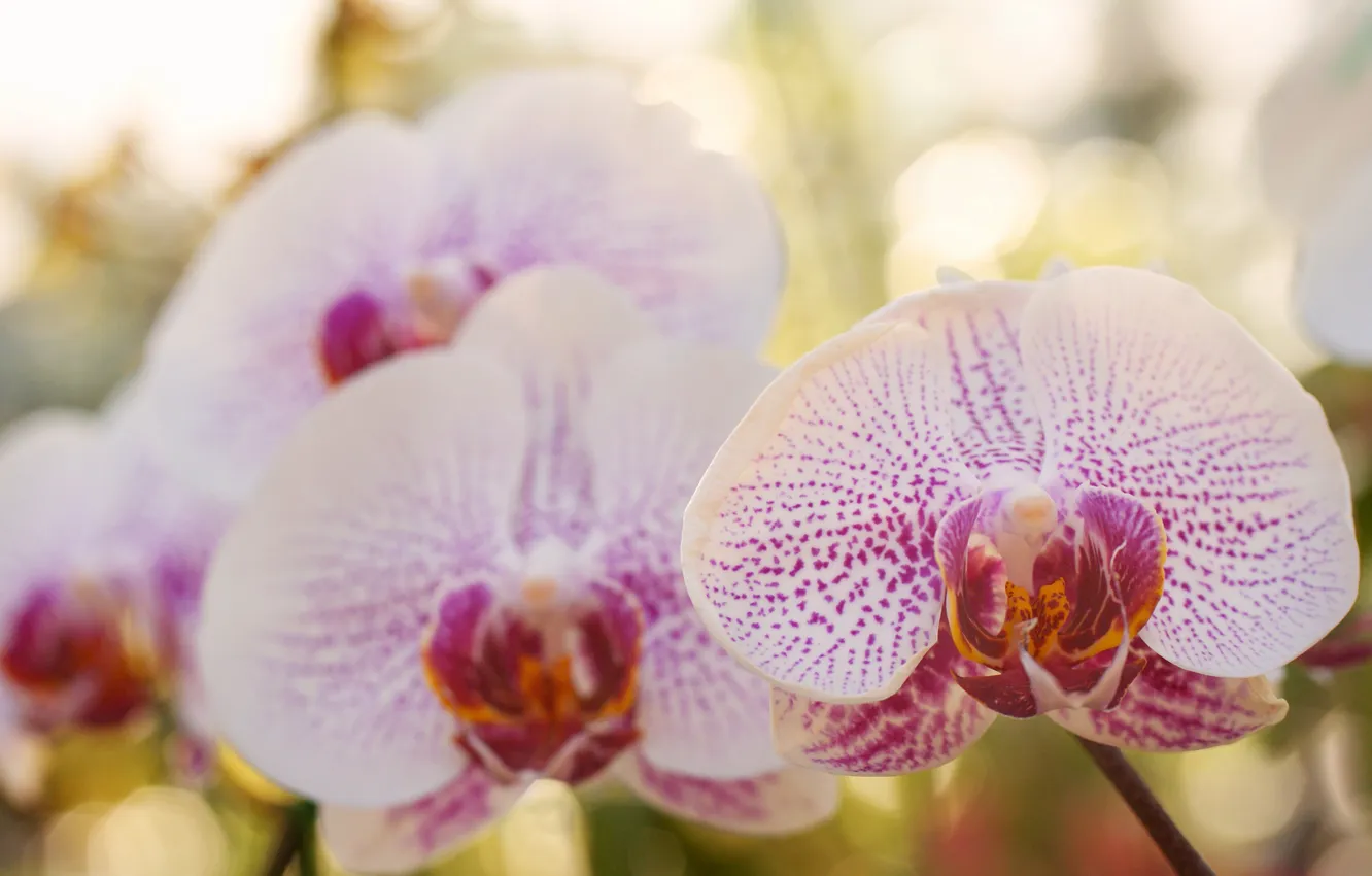 Фото обои цветы, белые, орхидеи, фаленопсис