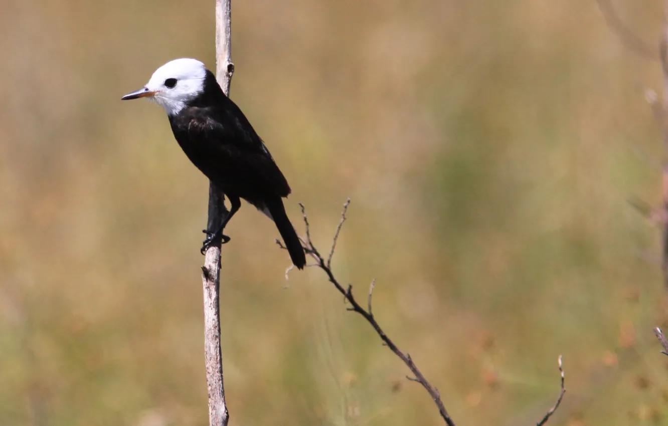 Фото обои Black, Bird, Branch, Freirinha, White Head