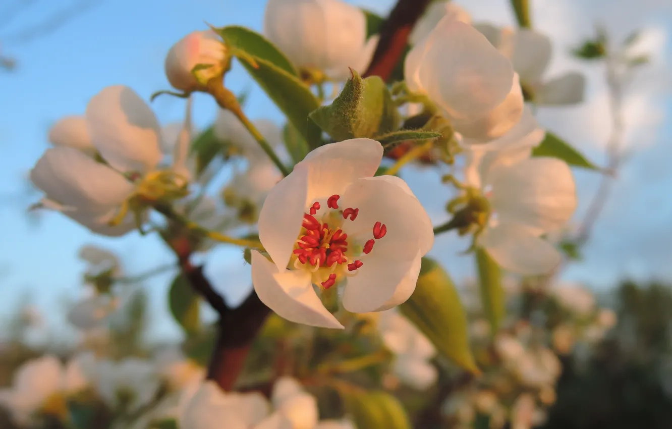 Фото обои весна, цветение, spring, соцветие, blooming, ветка с соцветием, цветение весной