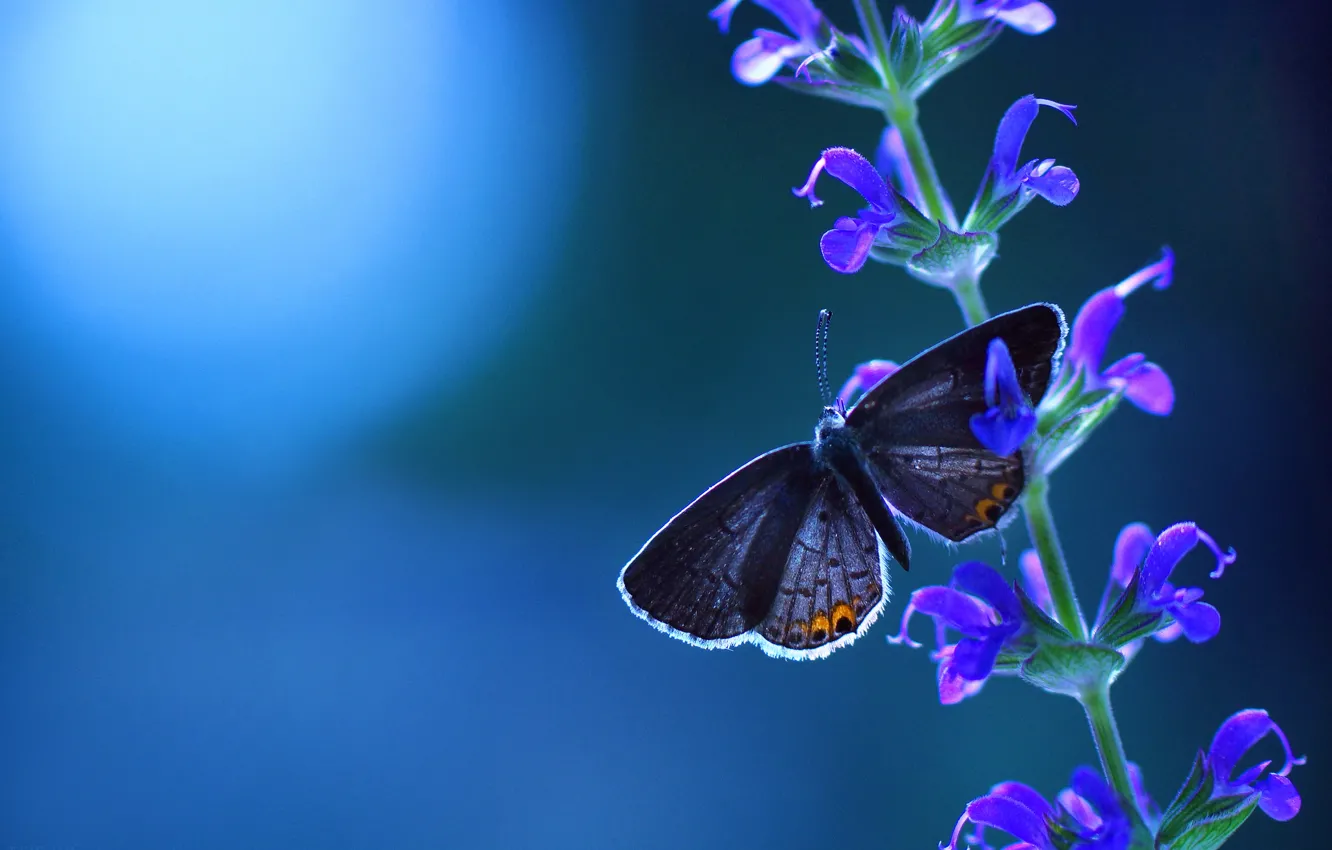 Фото обои цветок, синий, фон, бабочка