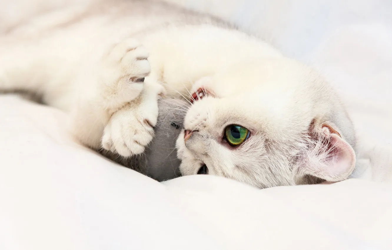 Фото обои кошка, белый, взгляд, поза, котенок, игрушка, игра, мышка