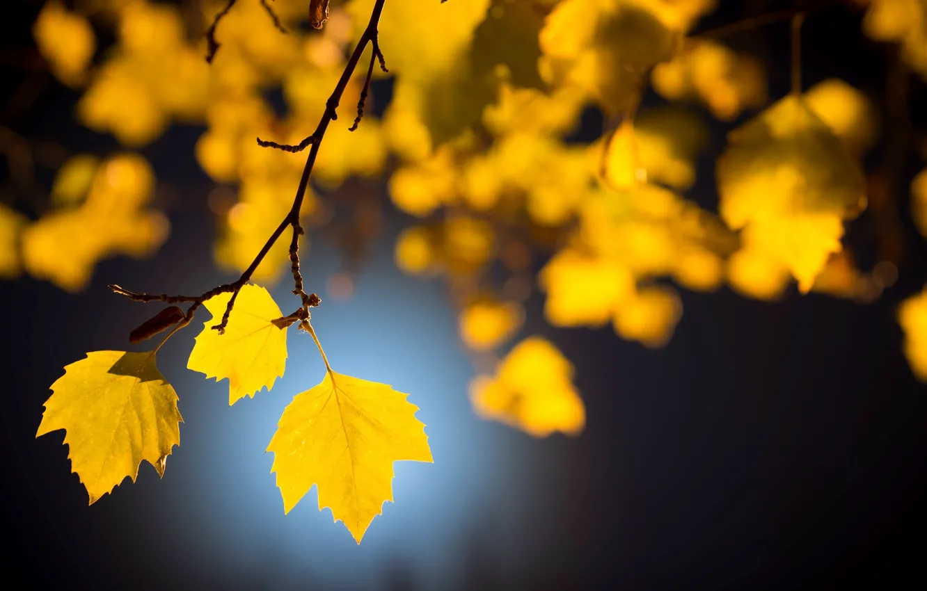 Фото обои листья, макро, деревья, фон, дерево, обои, желтые листья, размытие
