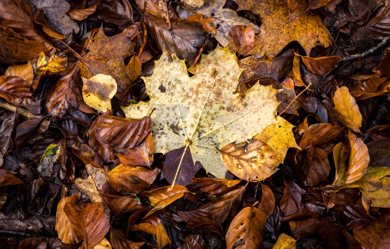 Фото обои осень, листья, autumn