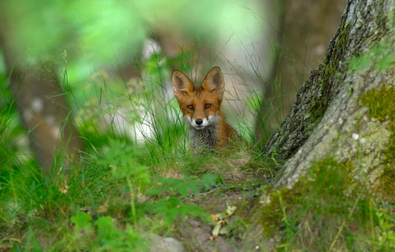 Фото обои лес, трава, природа, Швеция, рыжая лисица