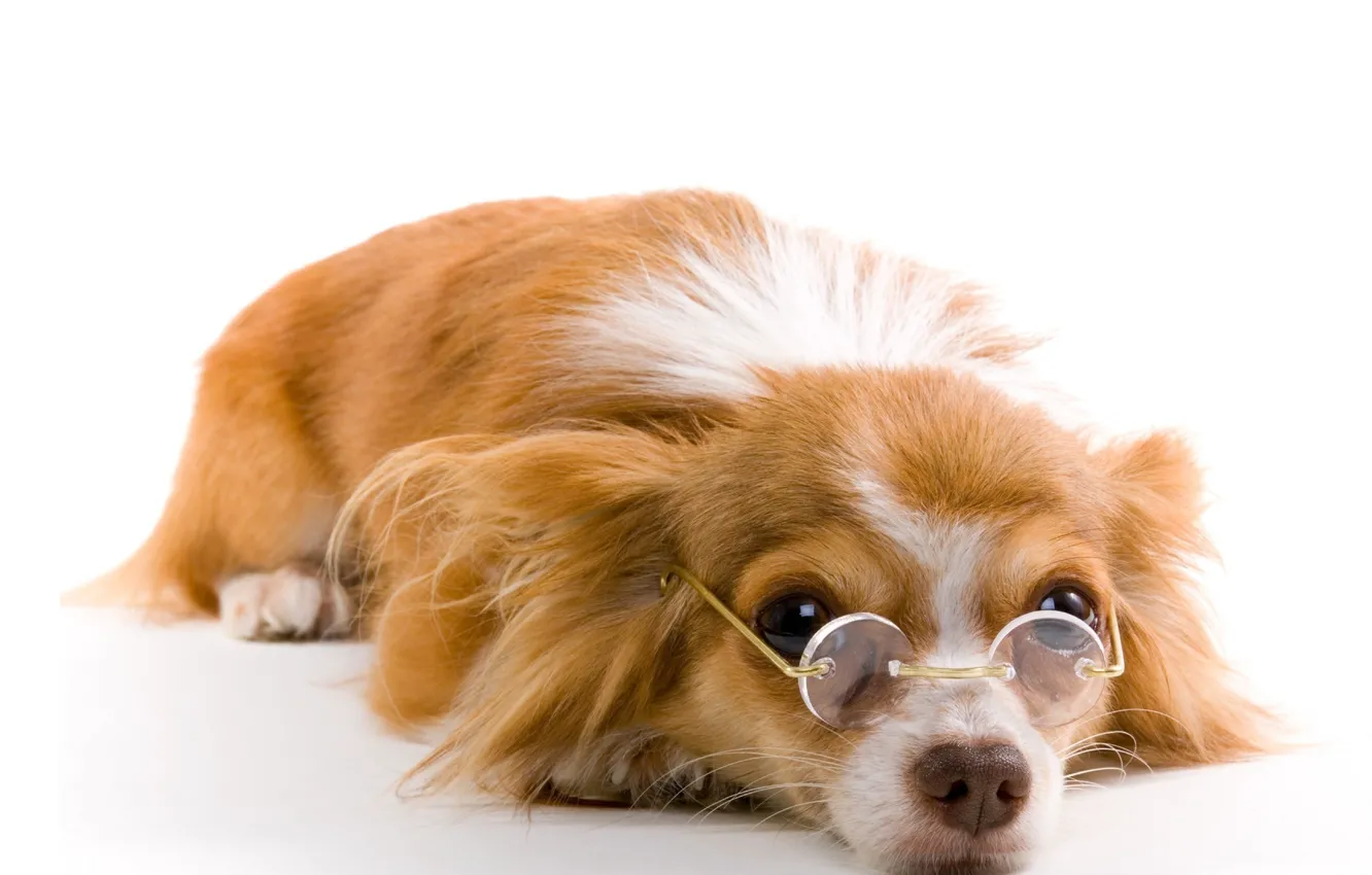 Фото обои собака, очки, белый фон, рыжая