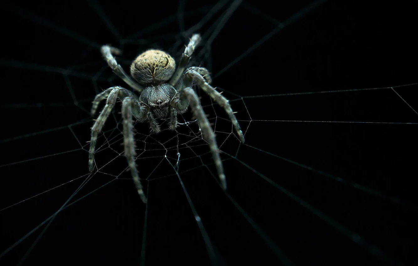 Фото обои spider, web, ambush