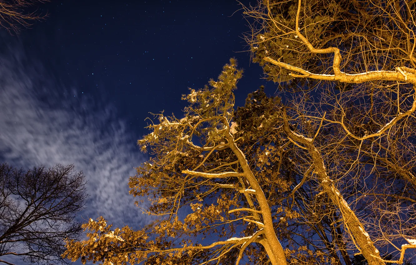 Фото обои зима, небо, звезды, свет, деревья, ночь, ветки, подсветка