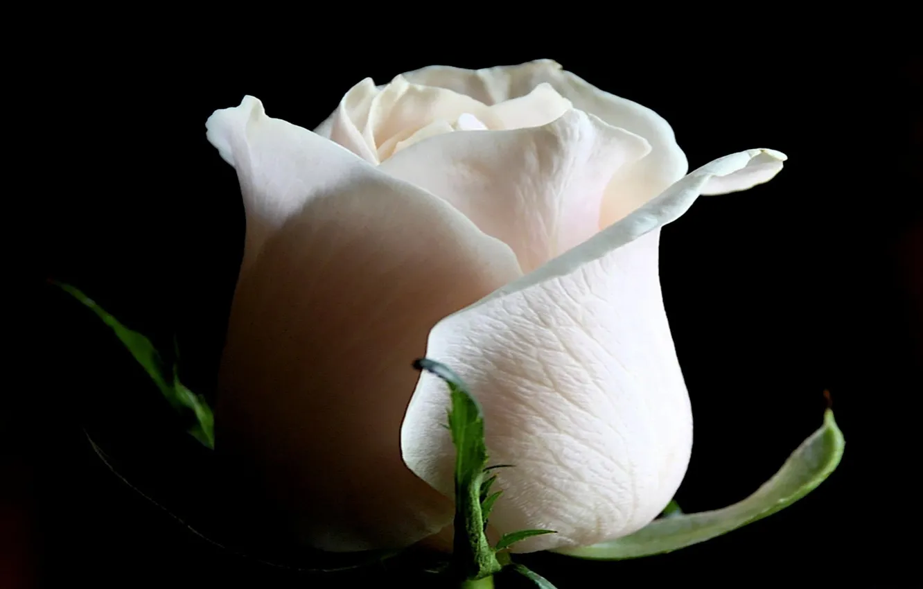 Фото обои роза, лепестки, белая