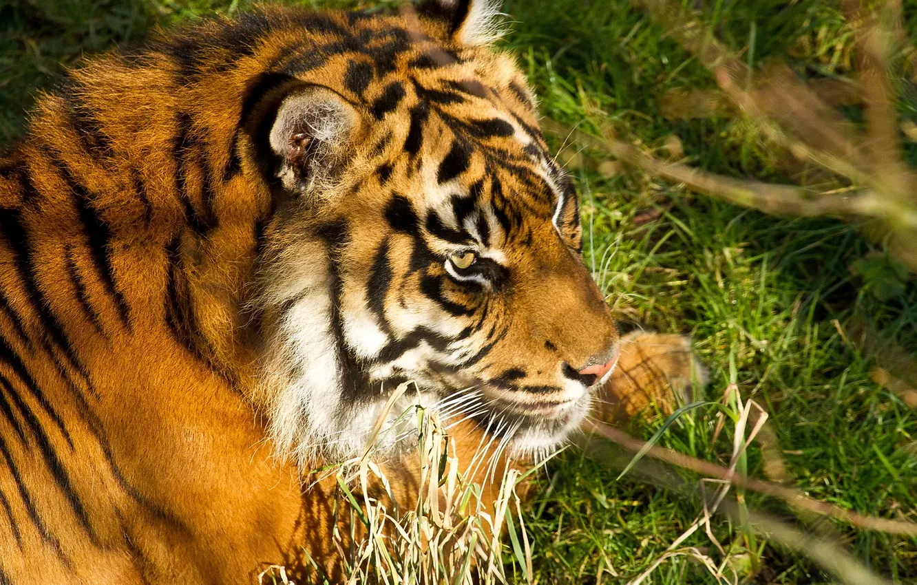 Фото обои морда, тигр, отдых, хищник, амурский