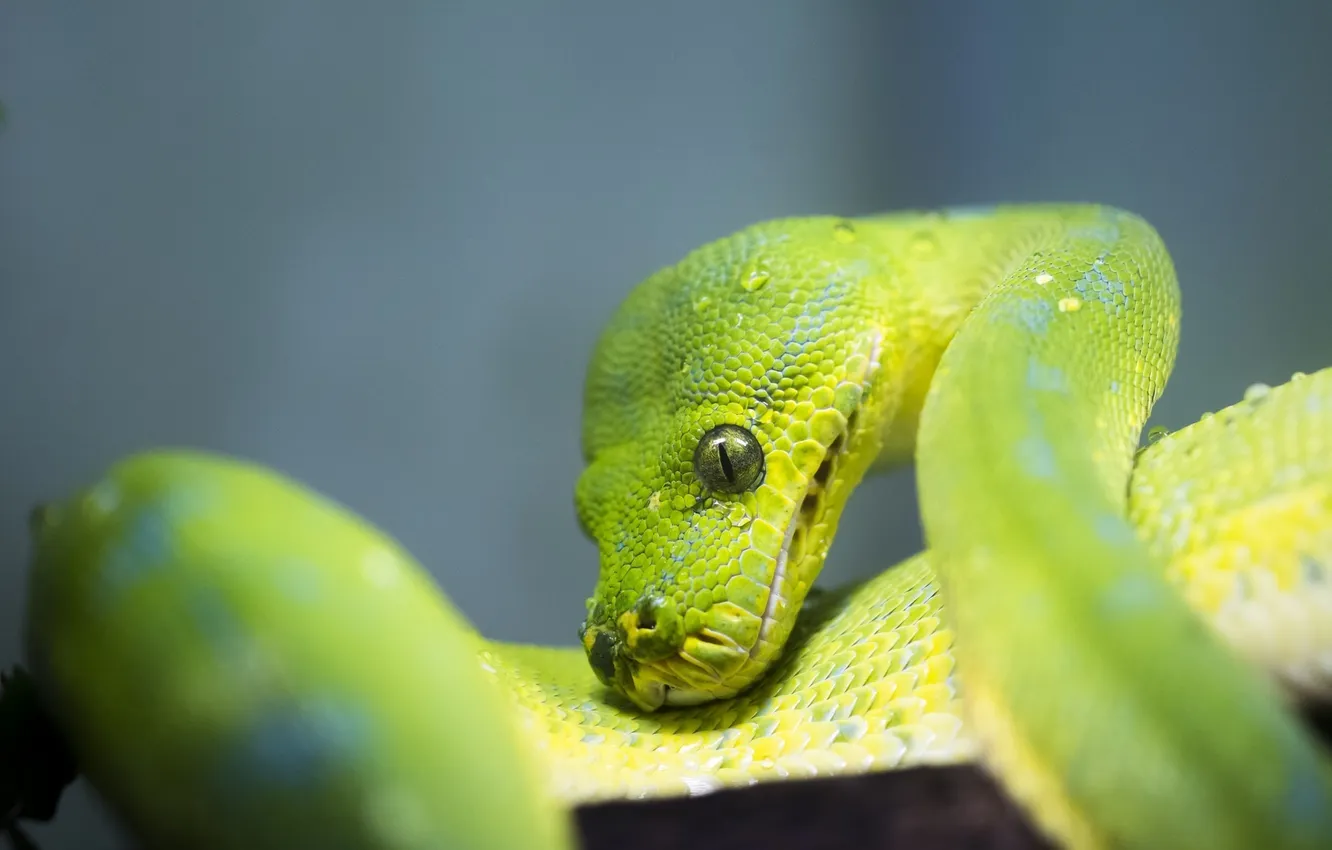 Фото обои макро, змея, чешуя, зелёный, питон, рептилия