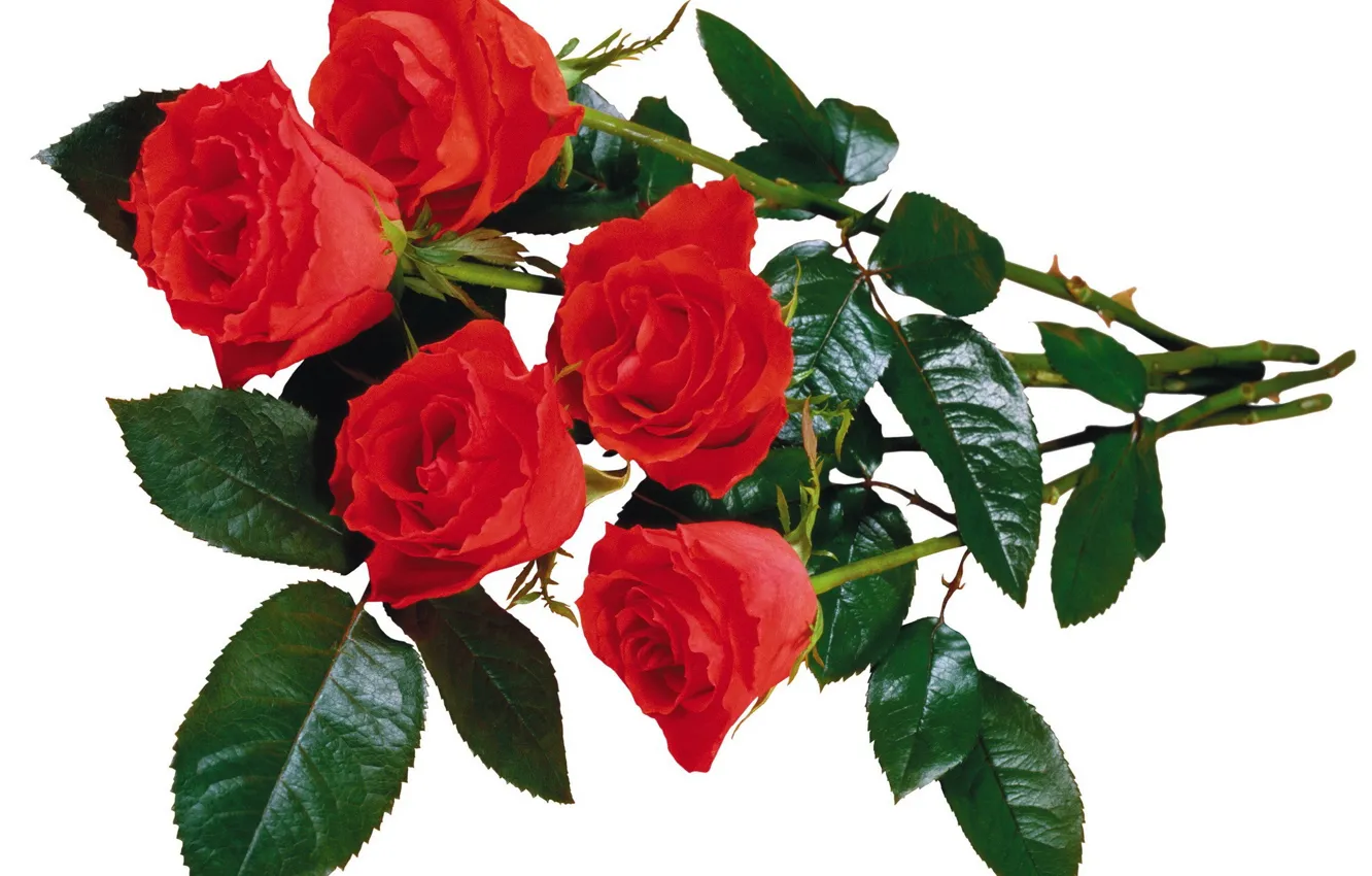 Фото обои розы, букет, белый фон, красные розы