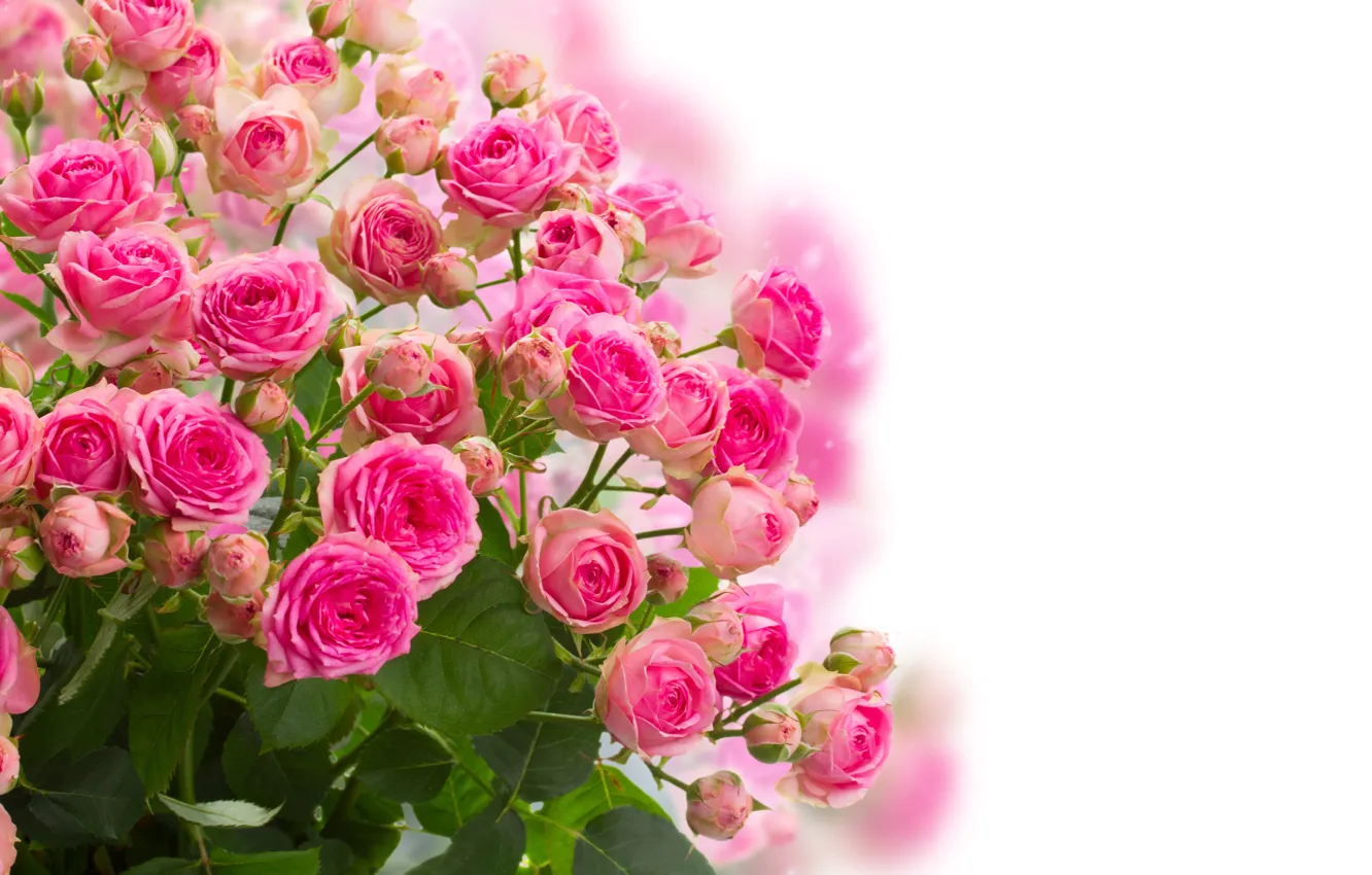 Фото обои цветы, розы, букет, бутоны, цветение