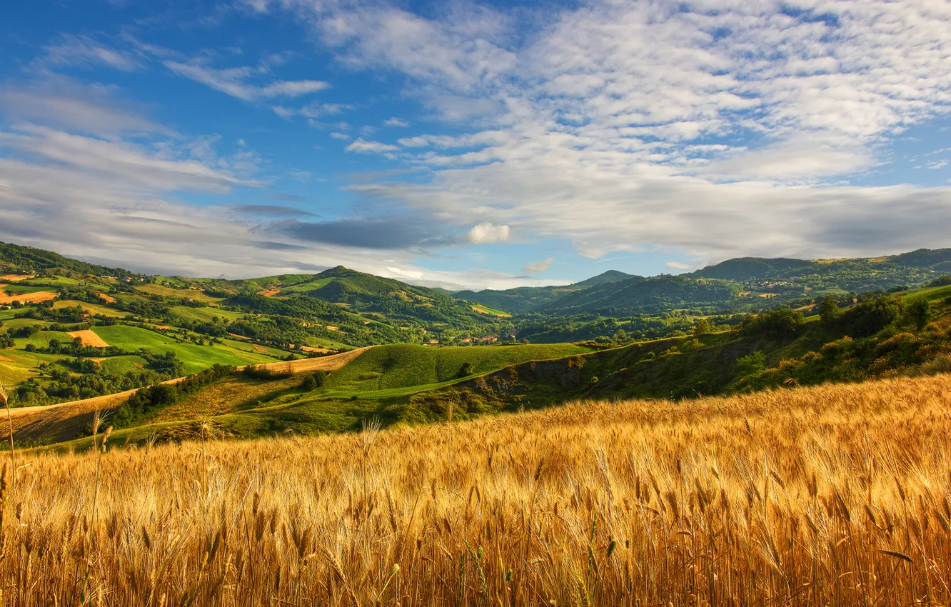 Фото обои summer, grass, cloud, hills, wheat