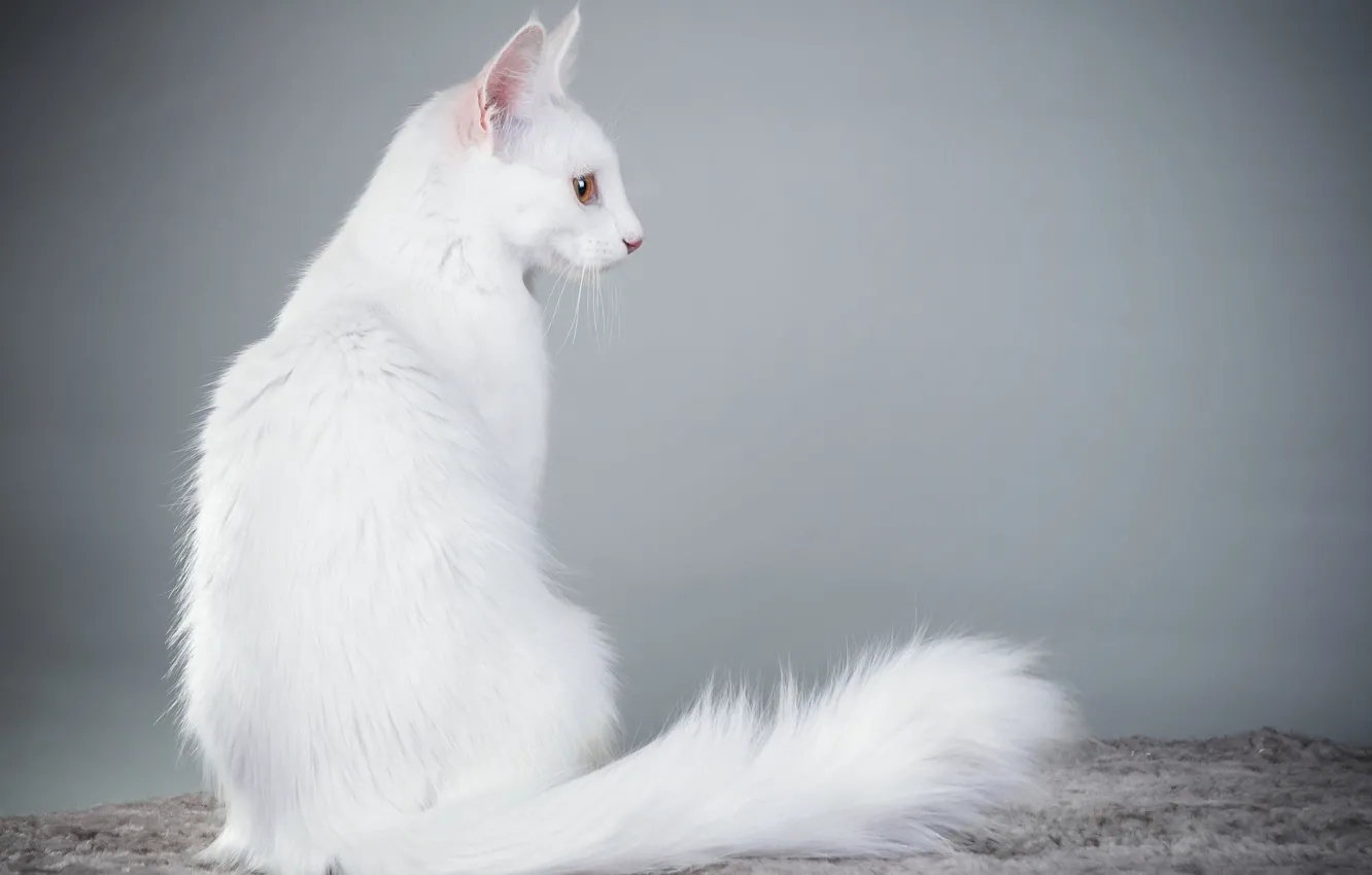 Фото обои кошка, фон, белая, Ангорская кошка